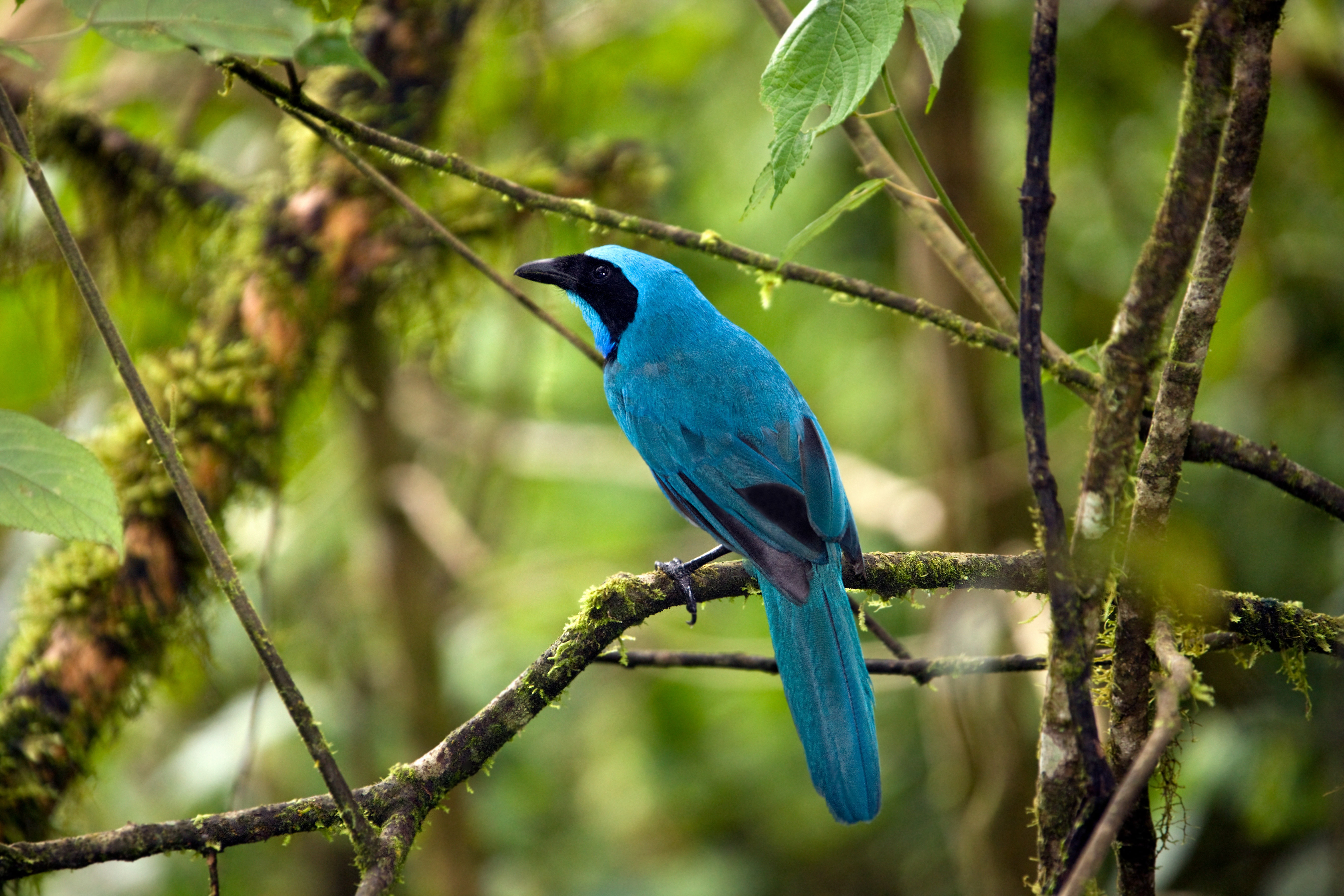 Ecuador_Turquoise_Jay_Bird