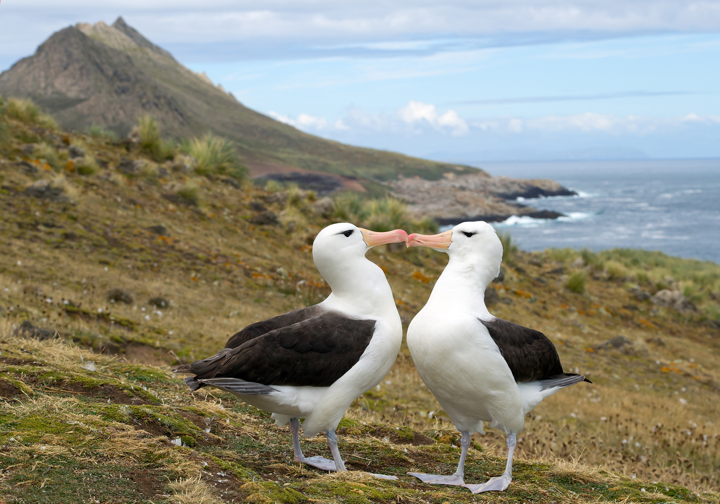 Falklands_Black_Browed_Albatross