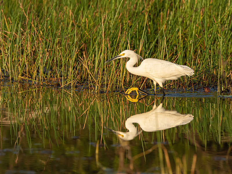 Belize, Crooked Tree Wildlife Sanctuary, Snowy Egret