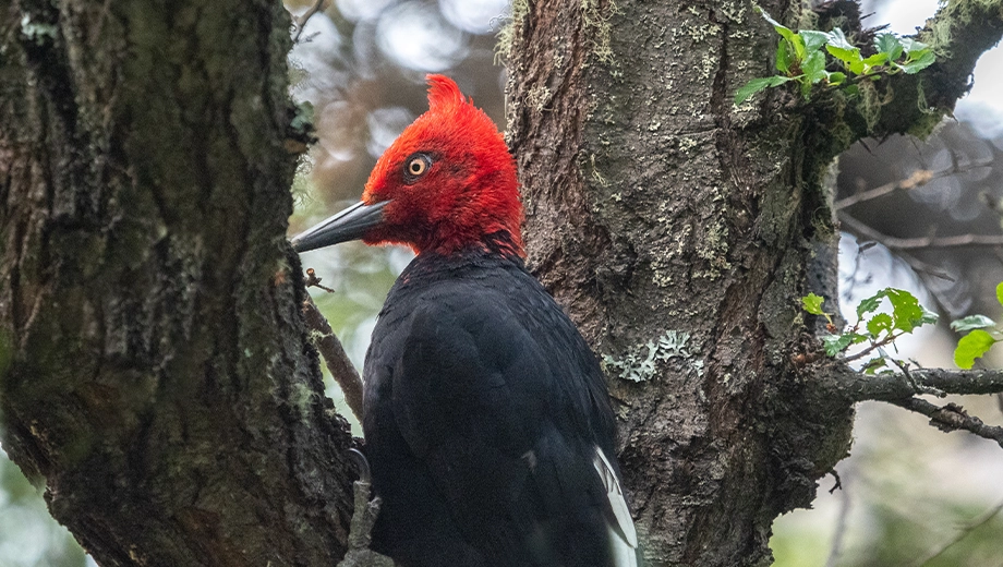 Magellanic woodpecker, Tamango National Reserve