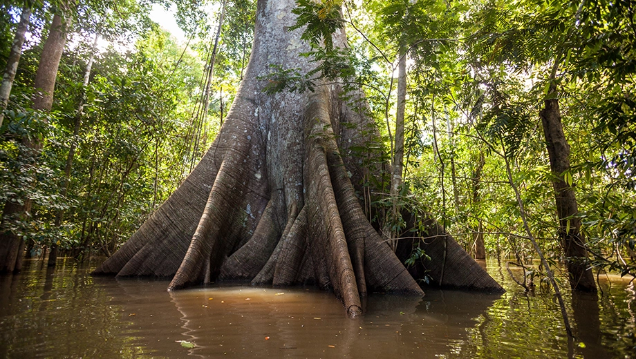 Brazil_Amazon_Trees