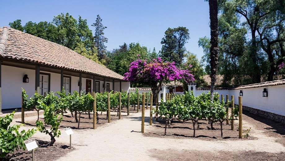 Historical House and Vineyards Hacienda Santa Cruz