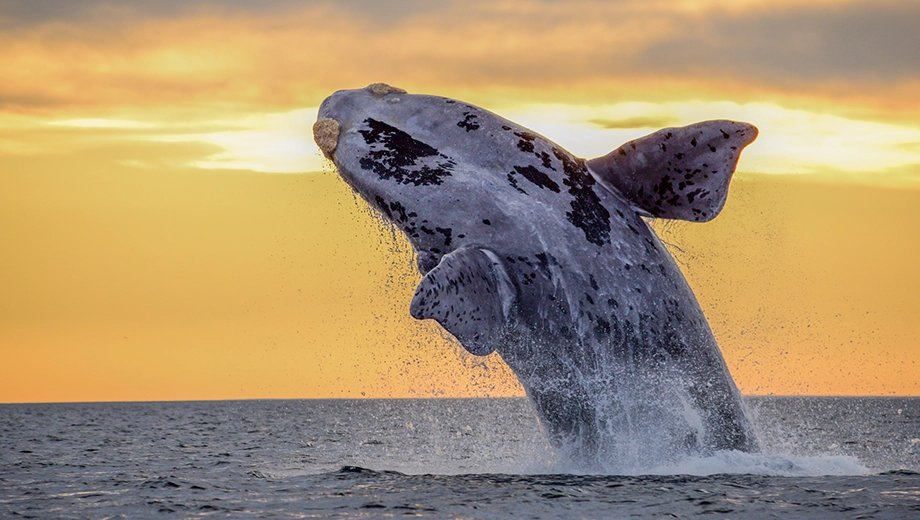 Southern Right Whale, Peninsula Valdes