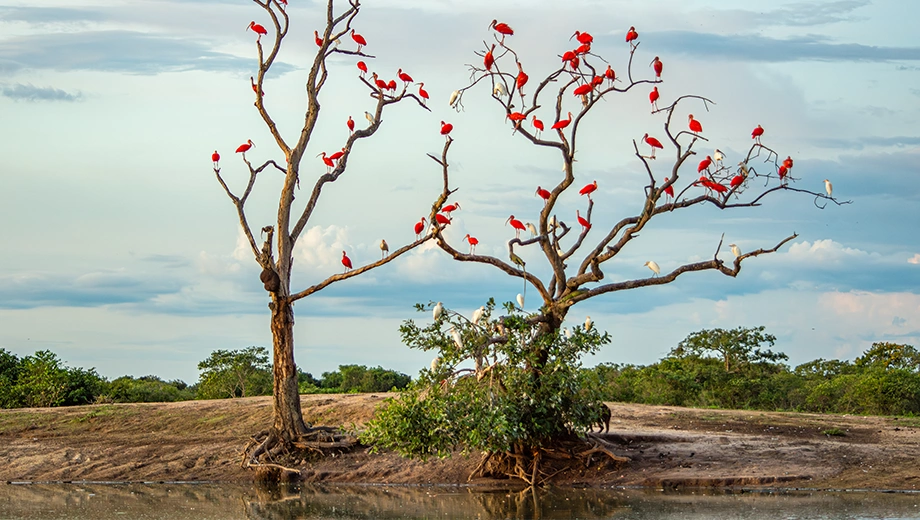 Scarlet Ibis In National Park