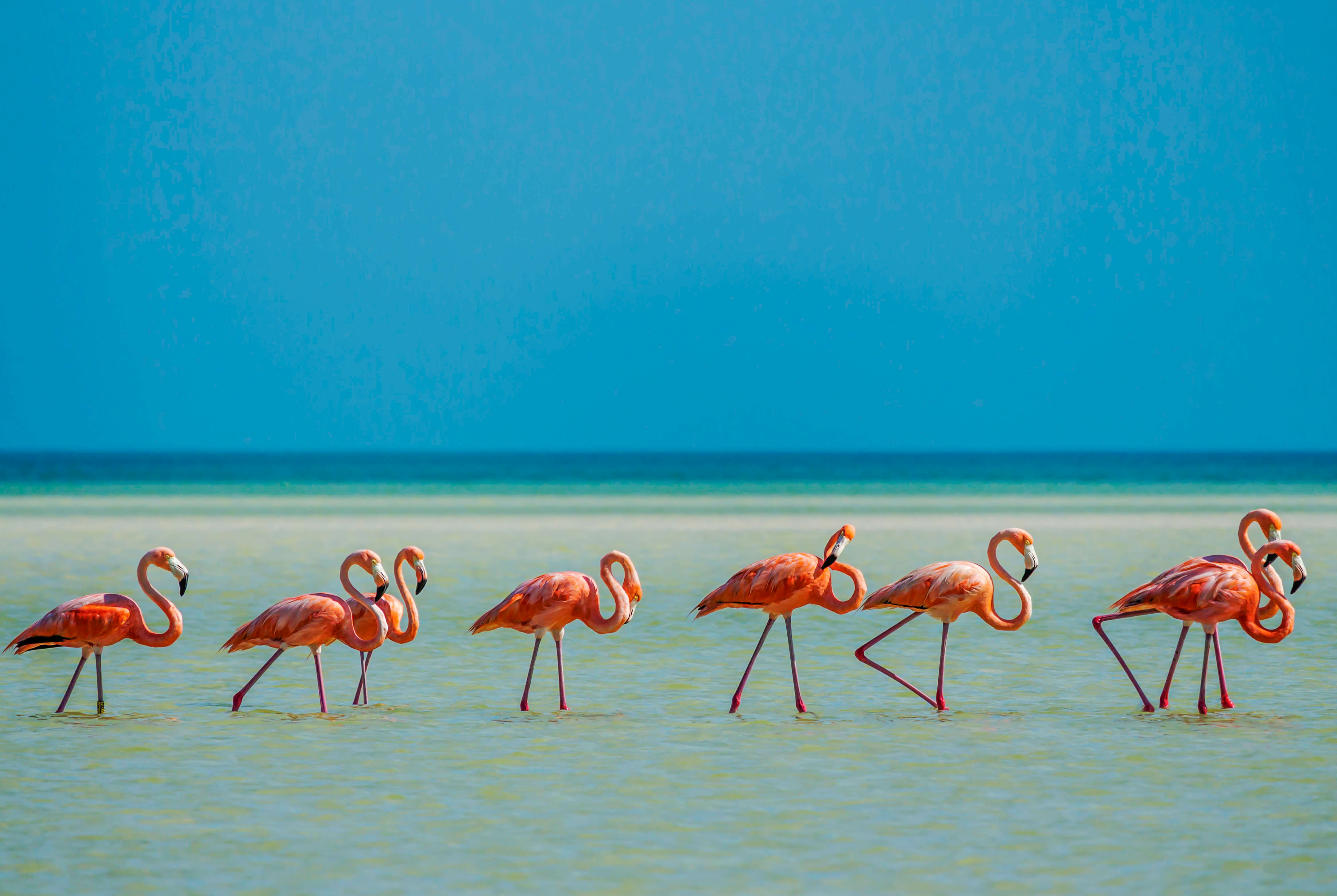 Mexico_Flamingos_Riviera_Maya_Holbox