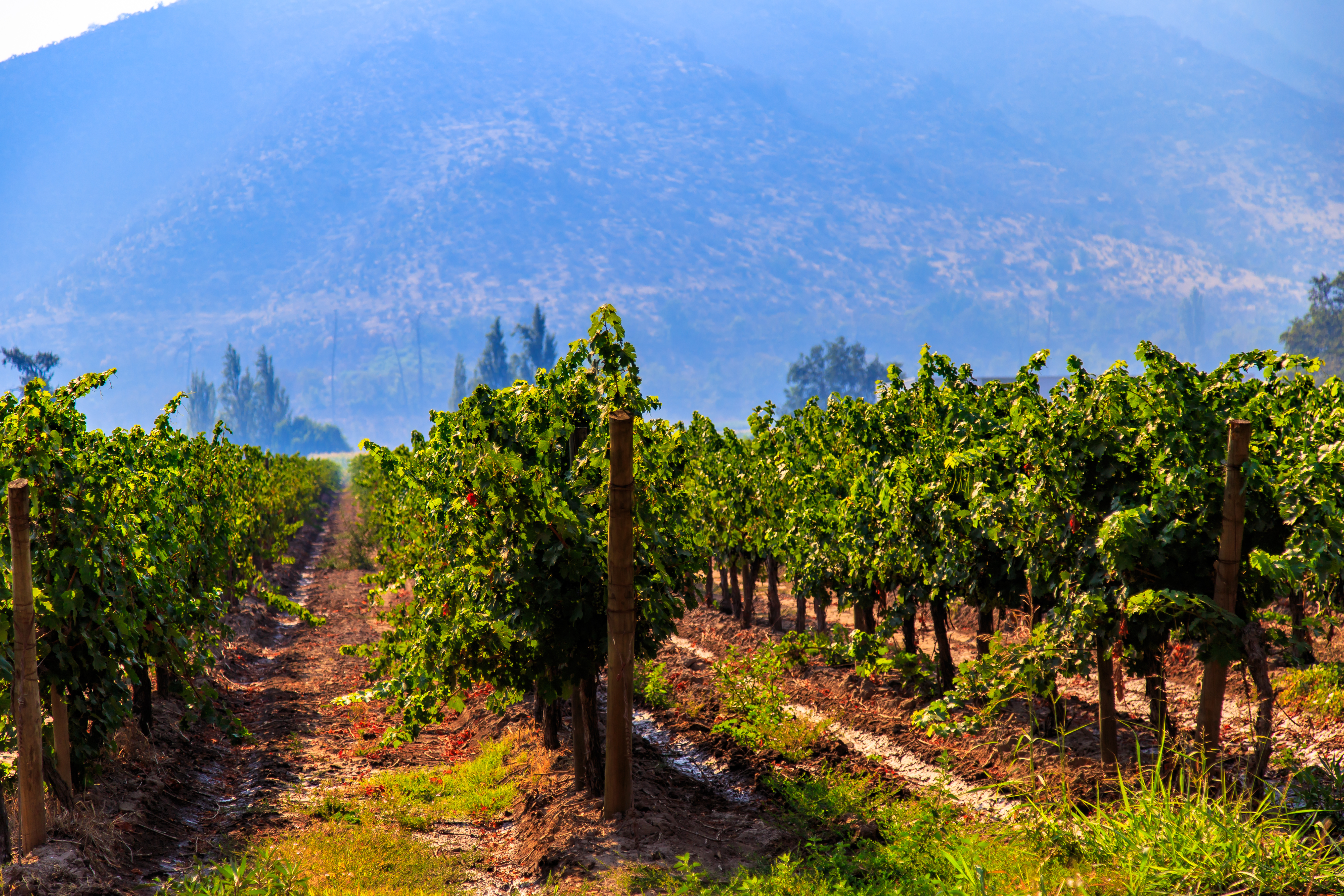 Chile_Vineyard