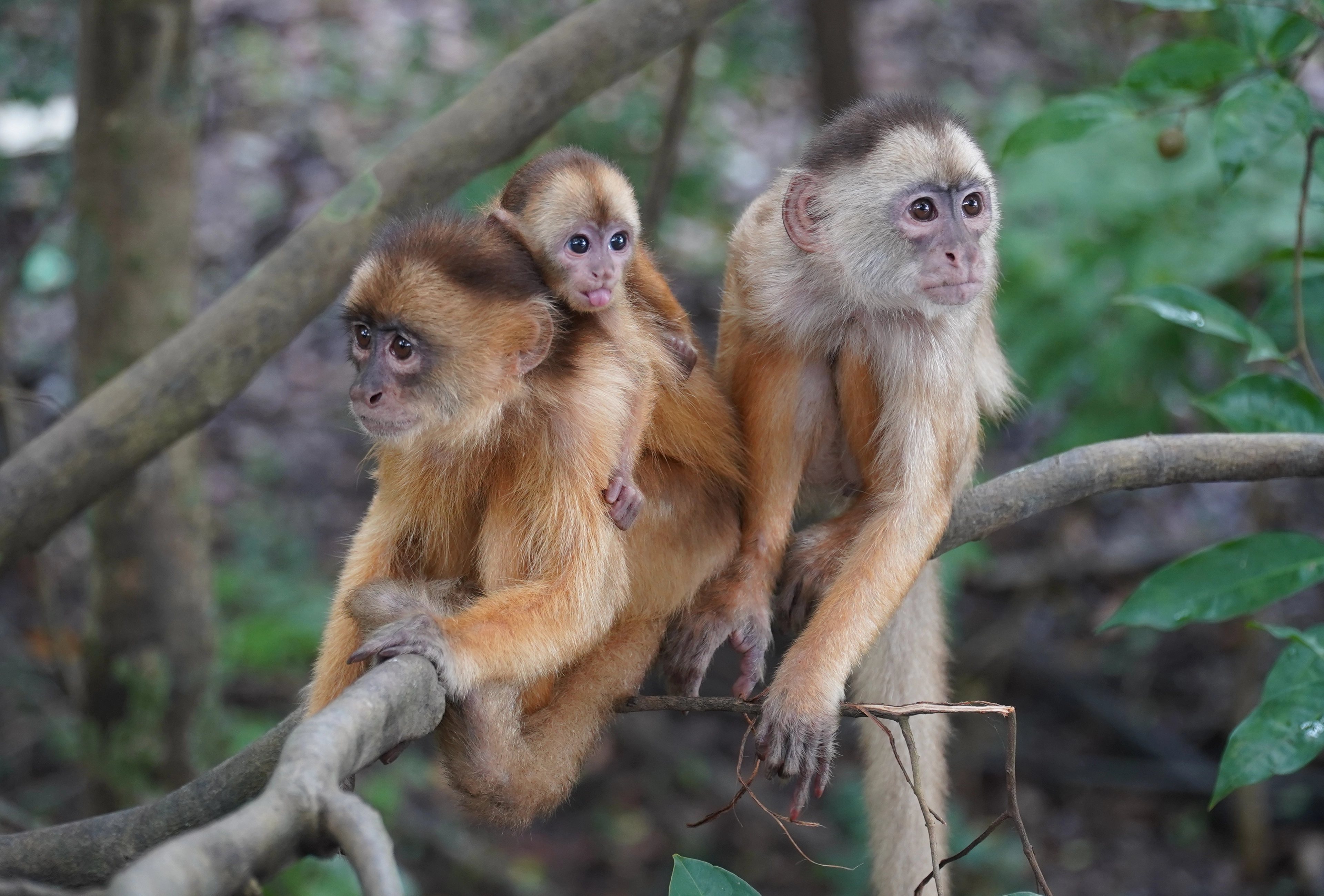 Capuchin Monkeys, Amazon