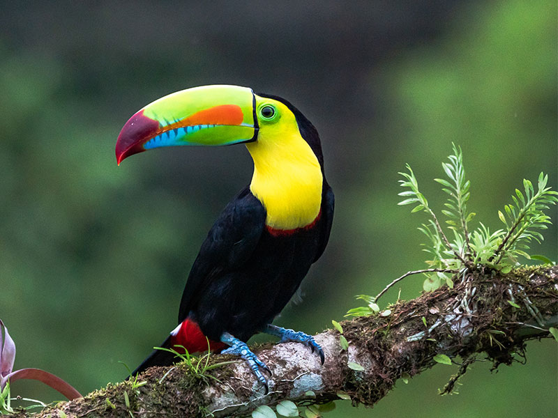 Toucan Colombia