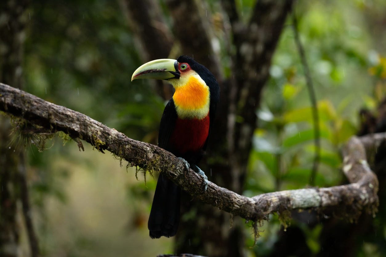 Brazil Green-billed toucan