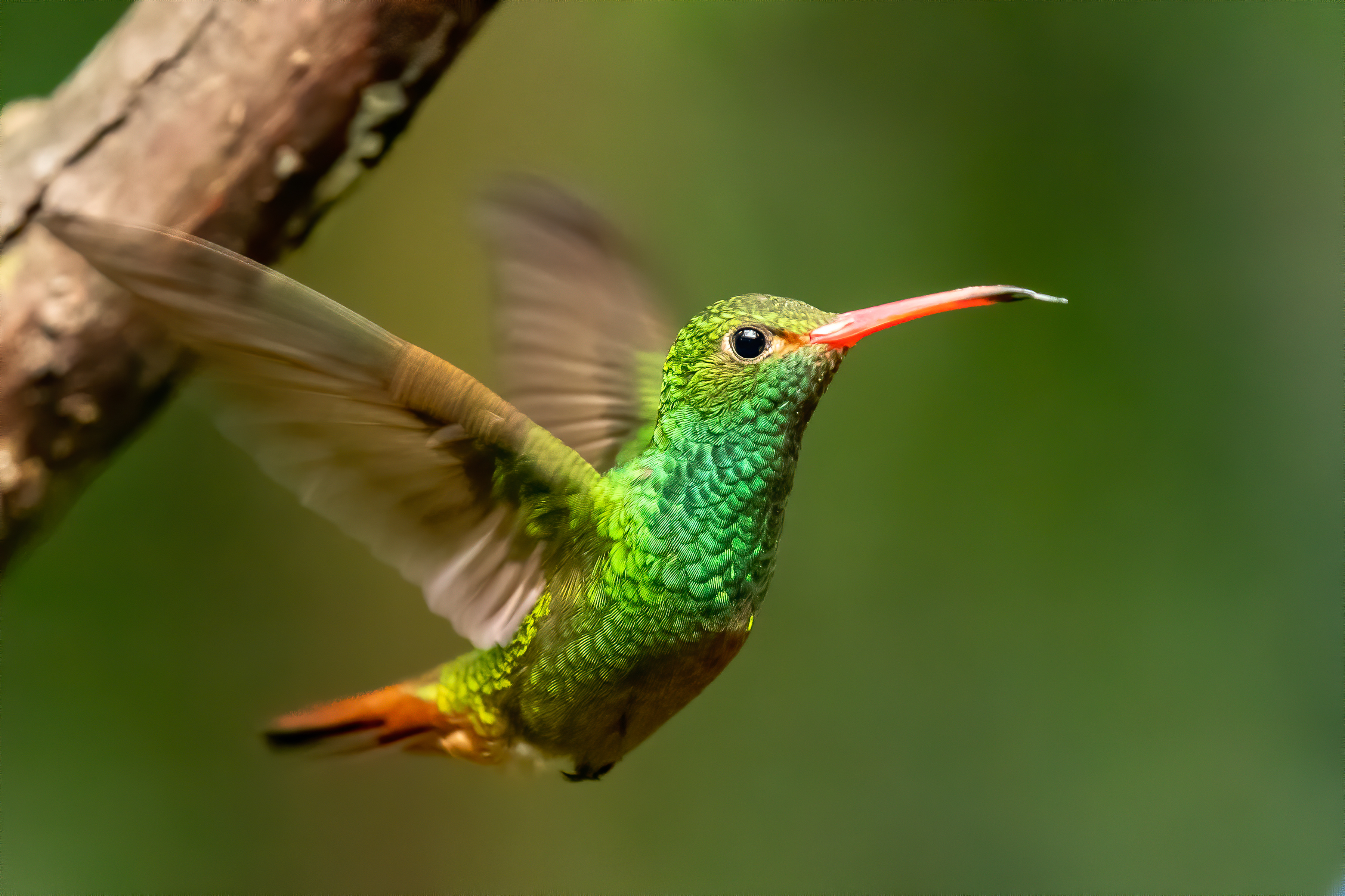 Ecuador_Rufous-tailed_Hummingbird_Mindo_Cloud_Forest