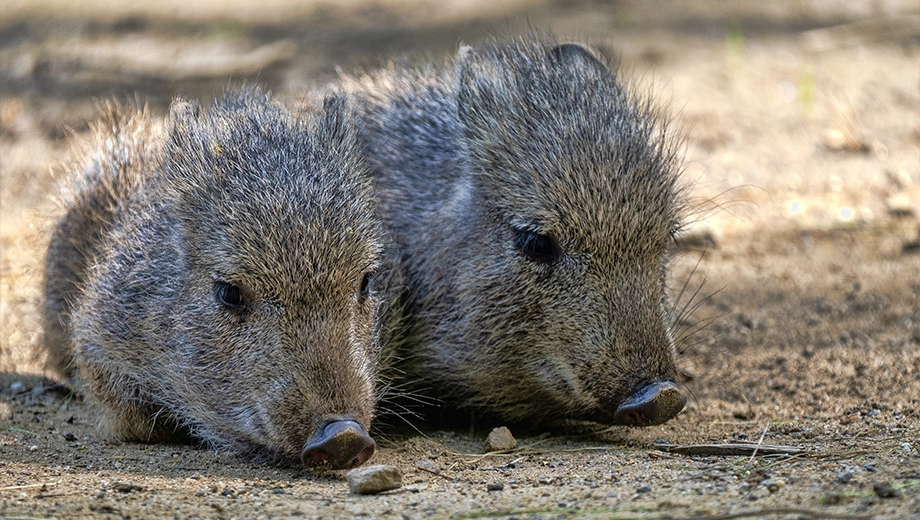 Two young Chacoan peccary, The Chaco