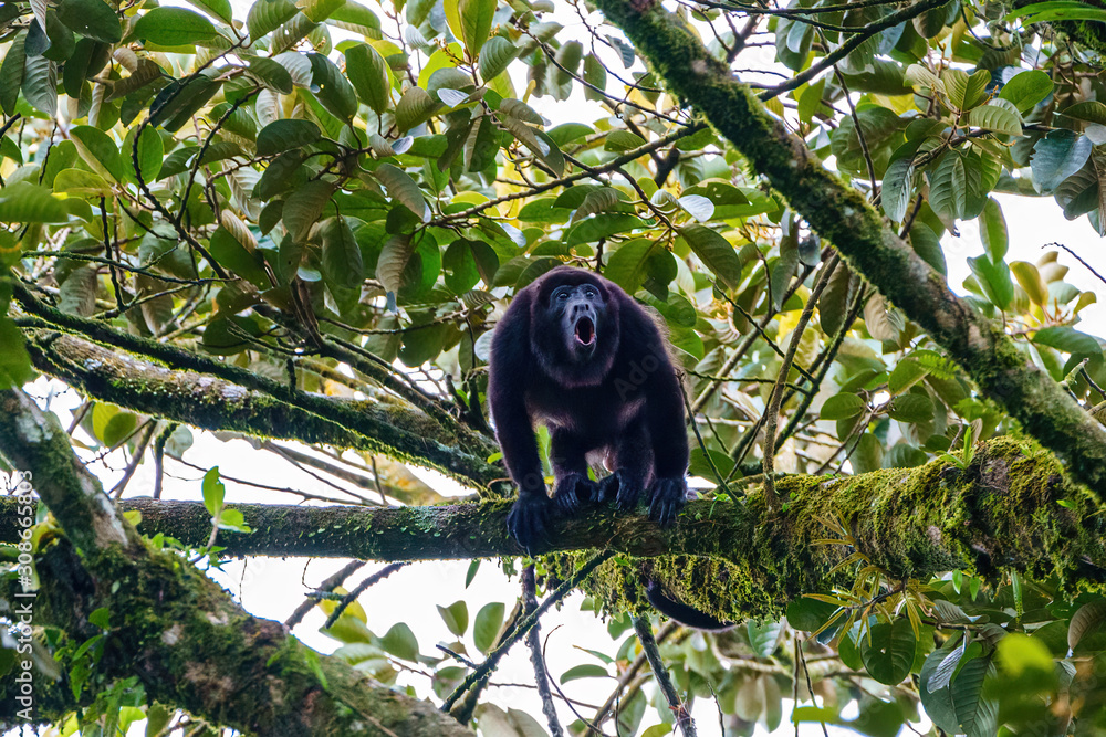 Costa Rica, Howler Monkey