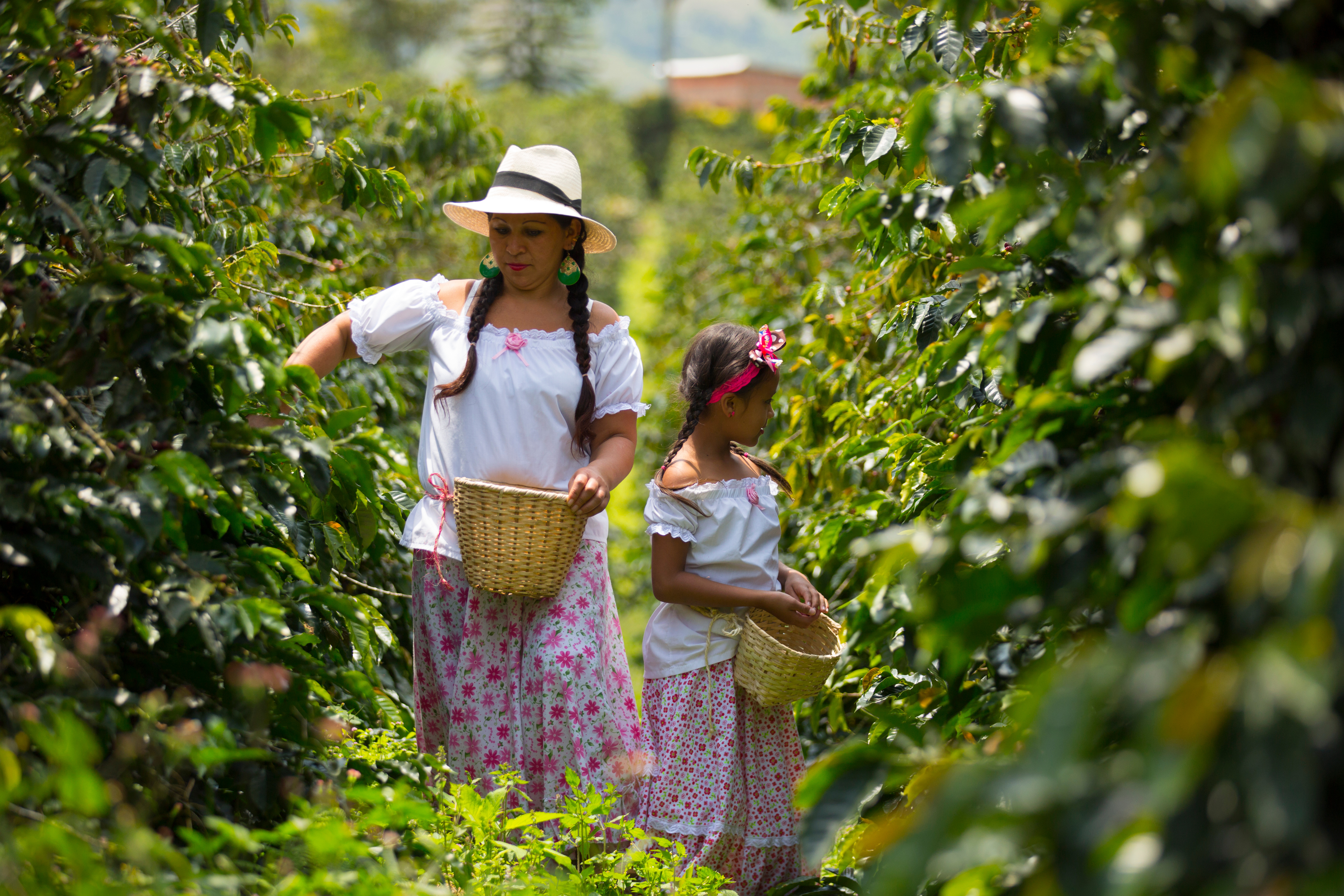 Colombia_Coffee_Picking