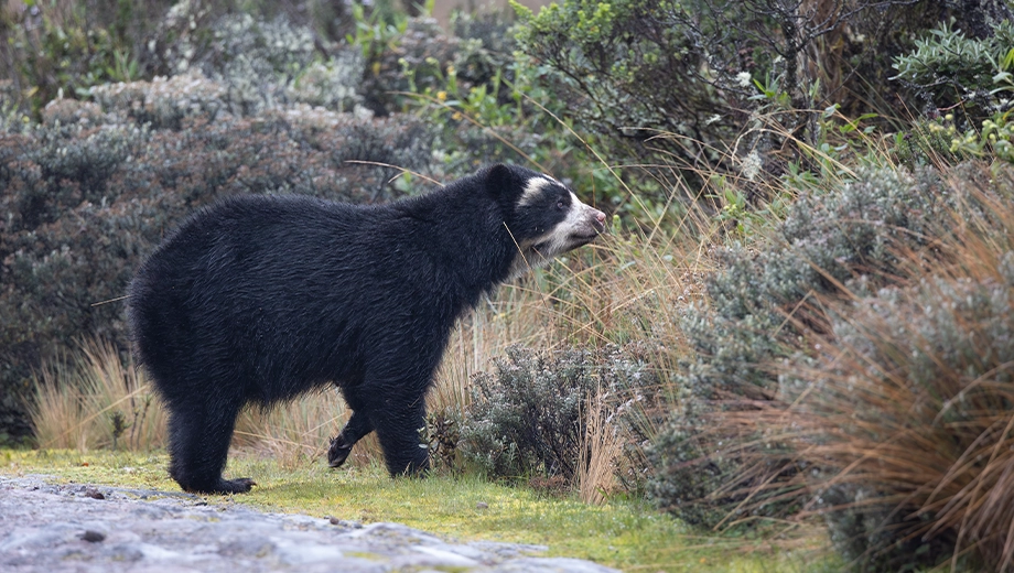 Ecuador_Female spectacled bear