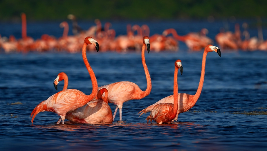 Mexico_Yucatan_Celestun Biosphere Reserve