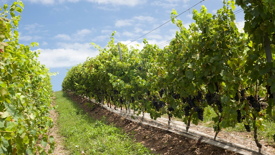 Uruguay_Vineyard near Punta Del Este