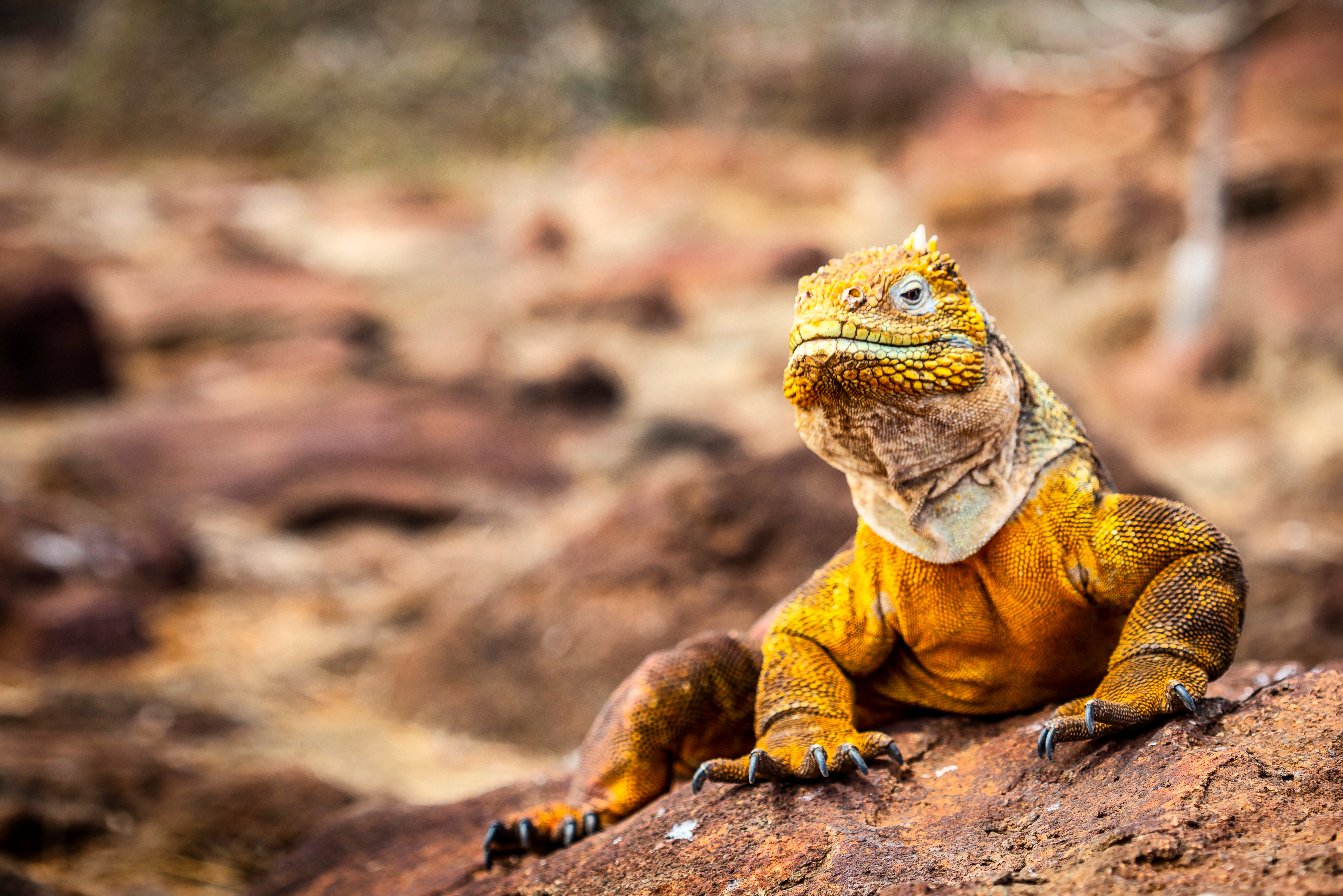 Galapagos_Land_Iguana