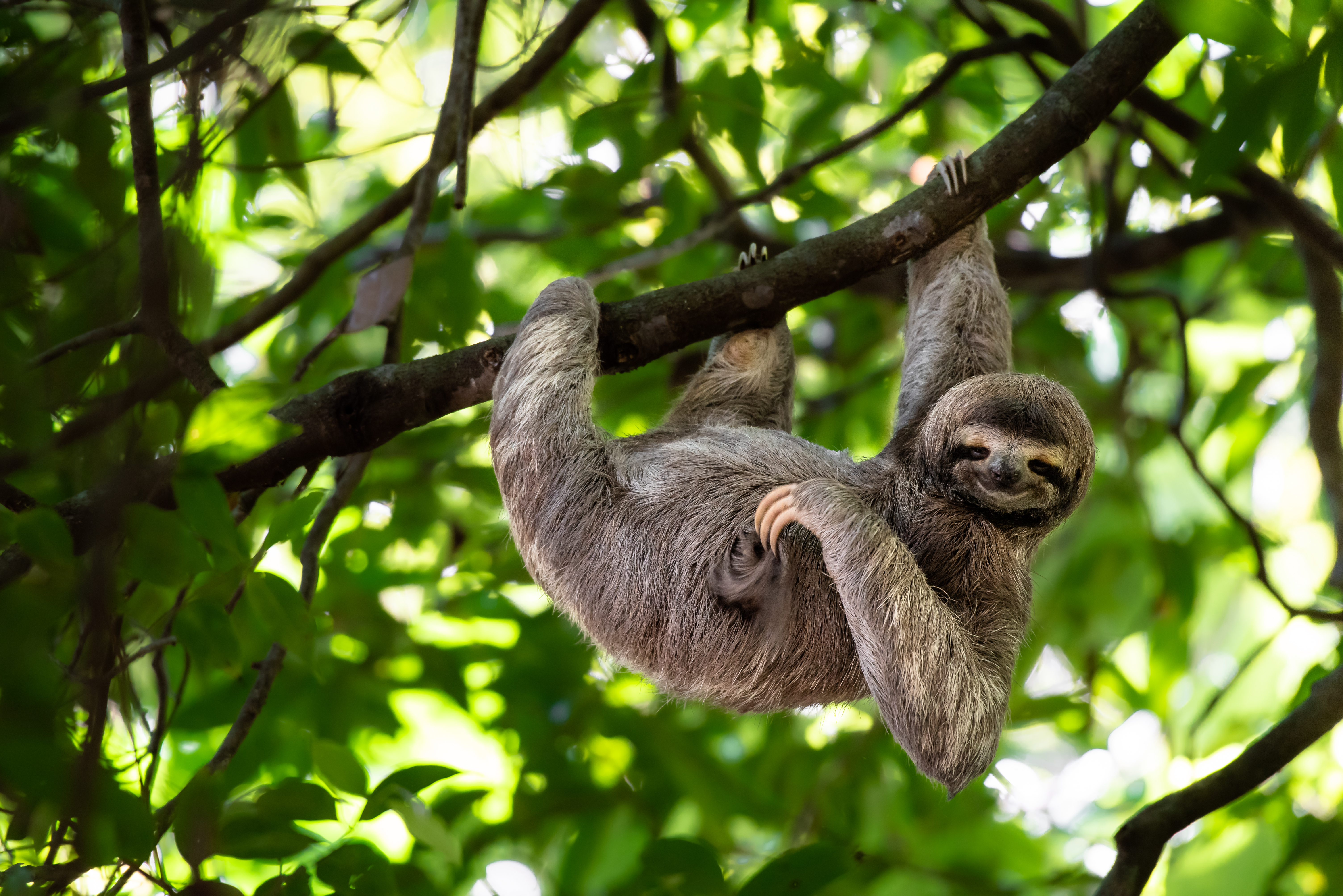 Costa_Rica_Sloth