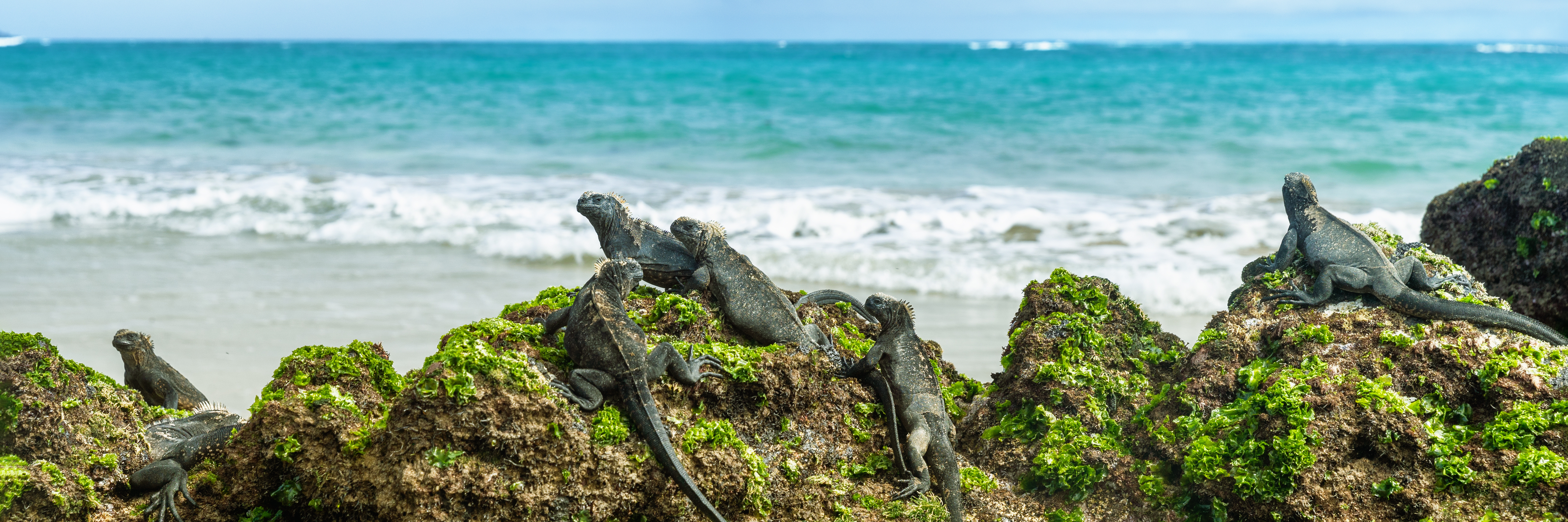 Galapagos_Marine_Iguanas