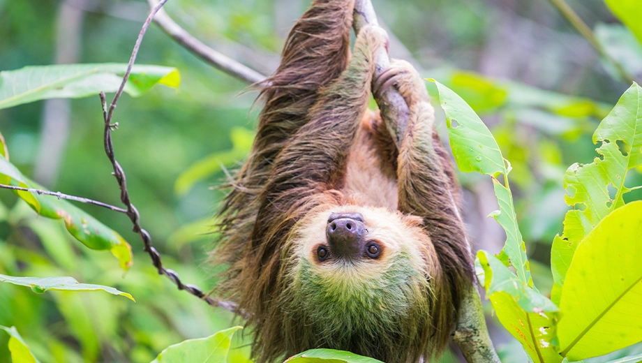 Two-toed sloth hanging on tree in Colon Island, Bocas del Toro