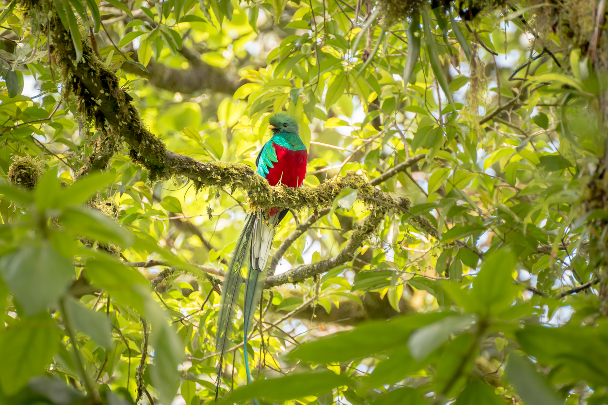 Quetzal Monteverde