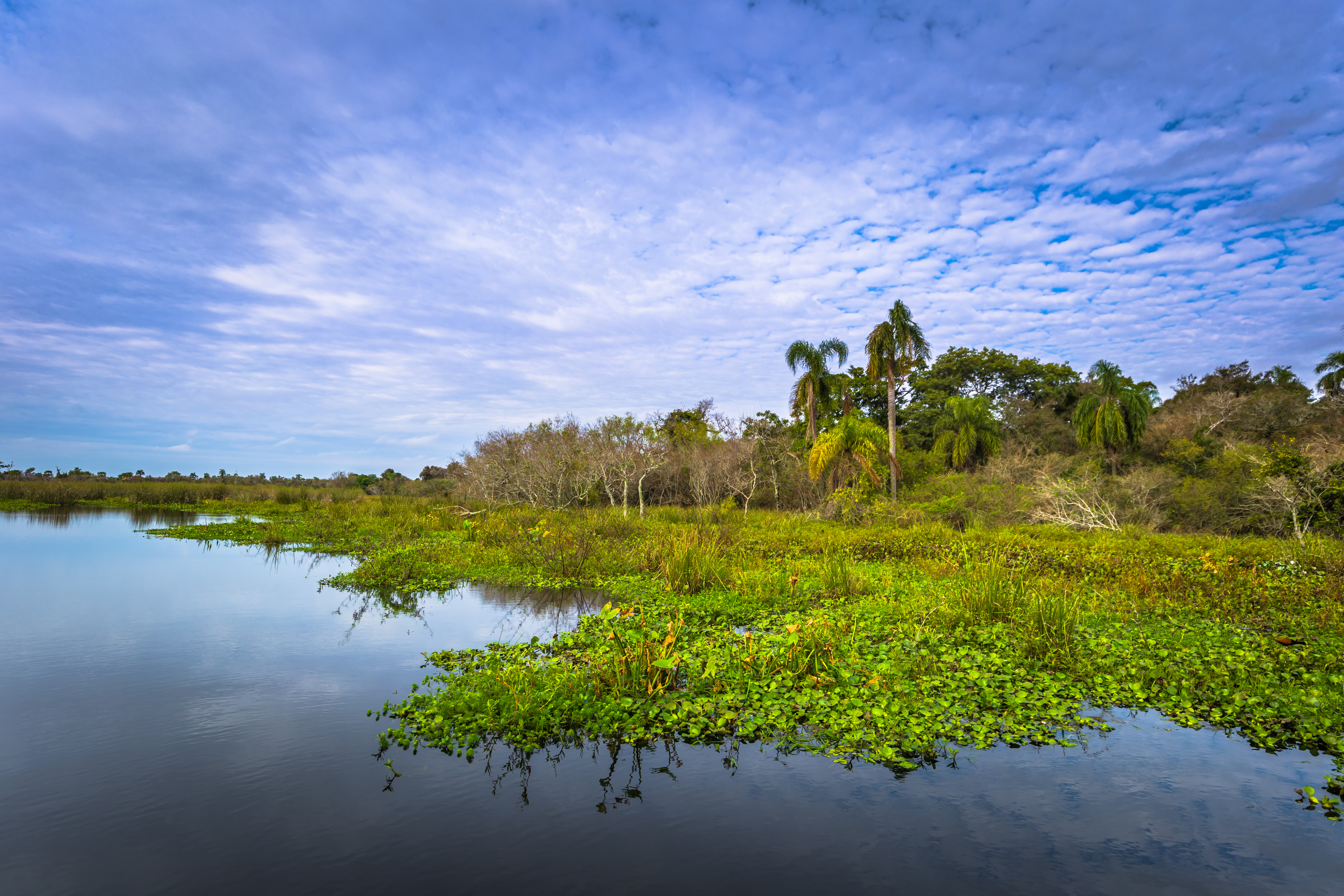 Argentina, Colonia Carlos Pellegrini , Ibera Wetlands