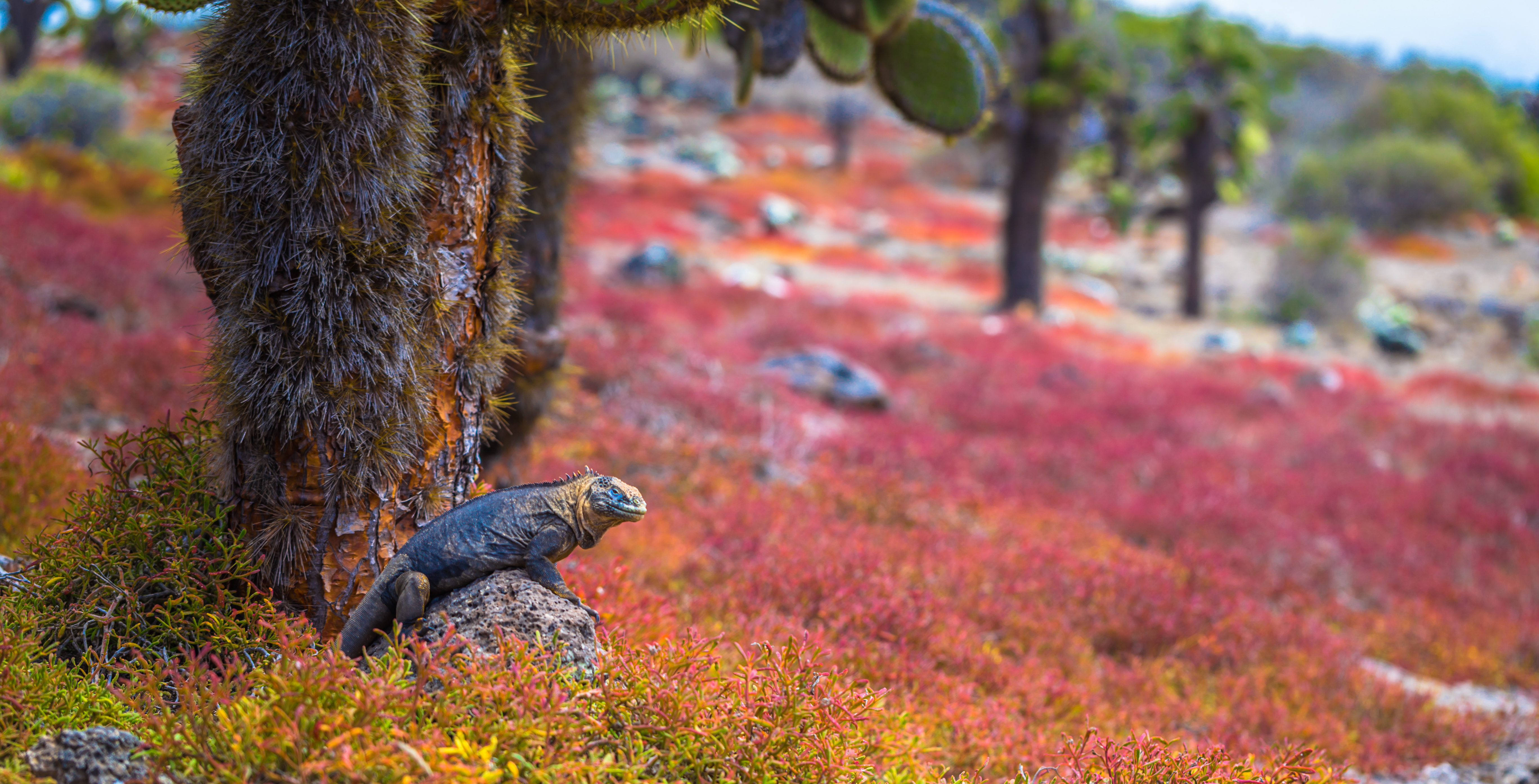 Galapagos_Iguana