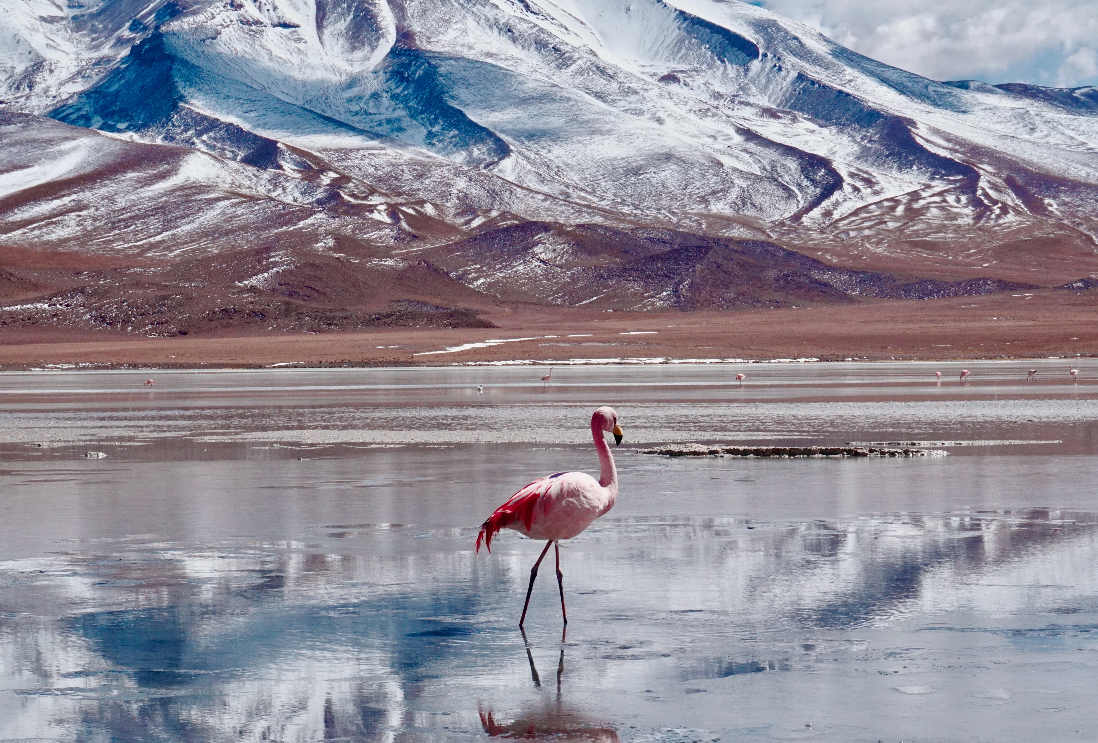 Chile_Atacama_Desert_Flamingo_Lagoon_Banner