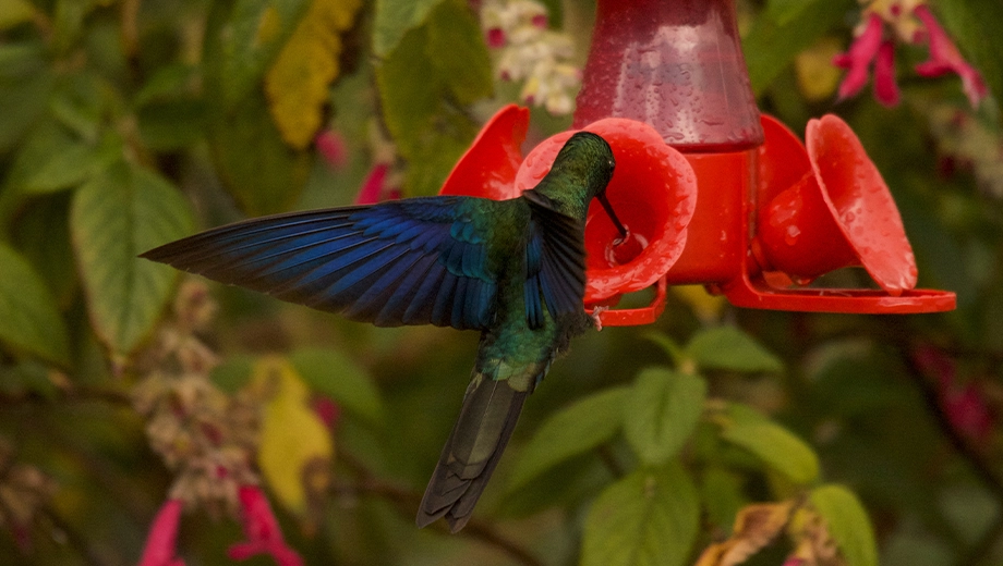 Sparkling violetear feeding outside Quito