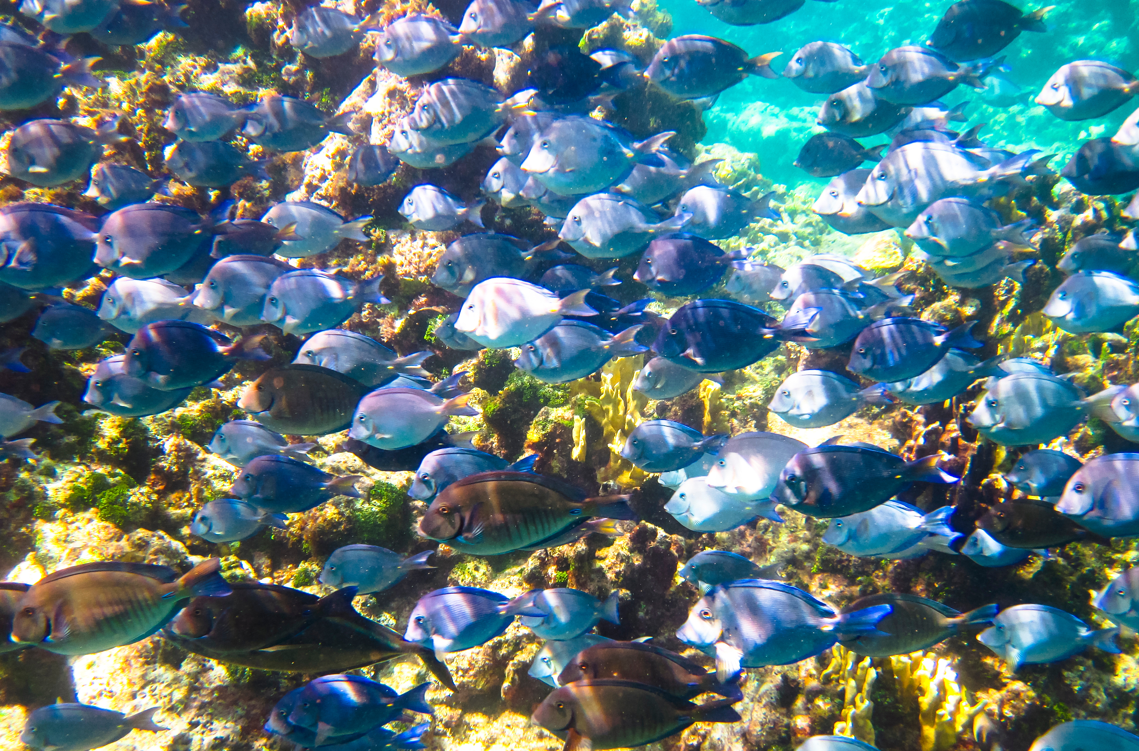 Nicaragua.Corn Island, A School Of Doctorfish (Acanthurus Chirurgus) Swim Along The Coral Reef In The Carribean, Little