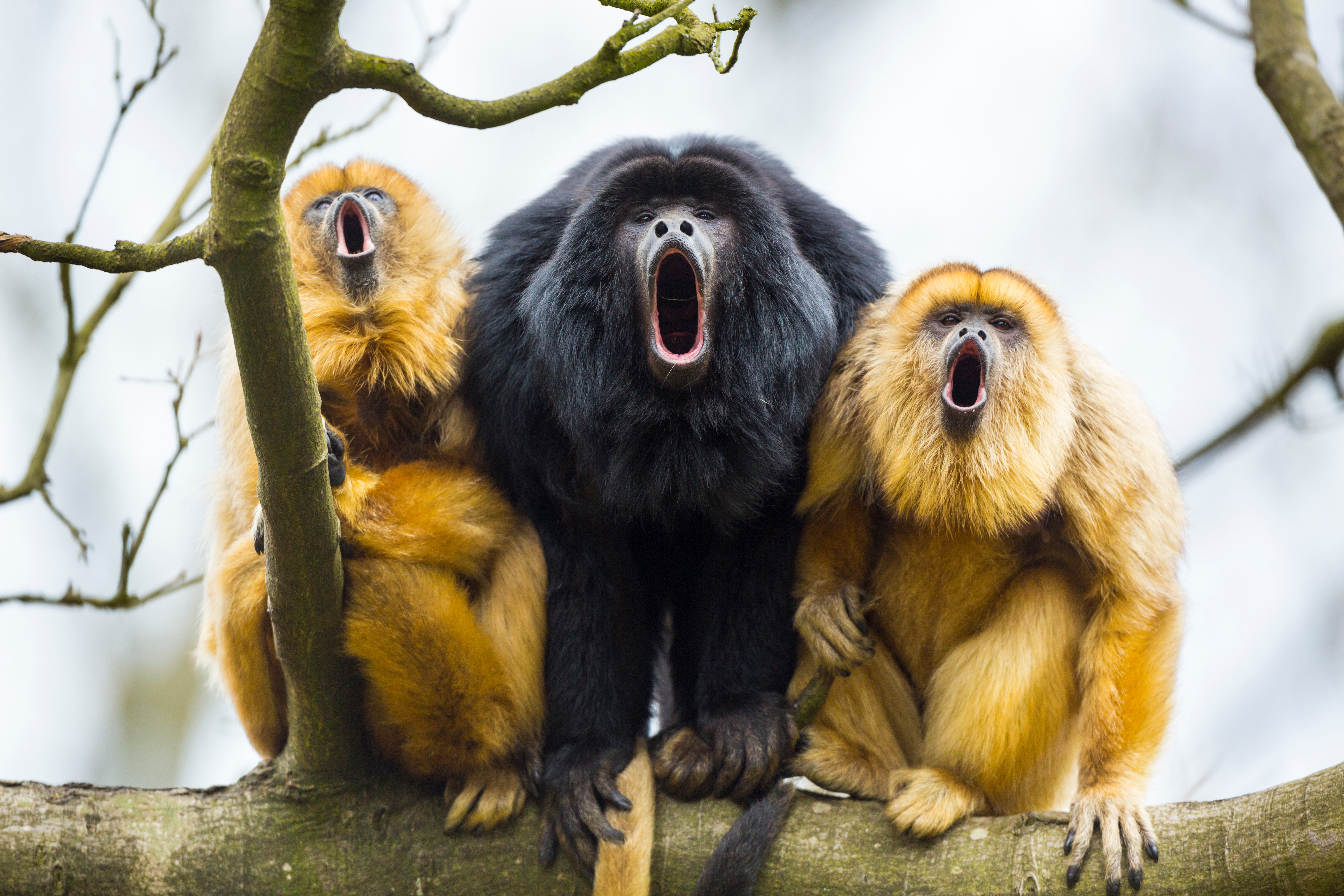 Belize_Howler_Monkeys