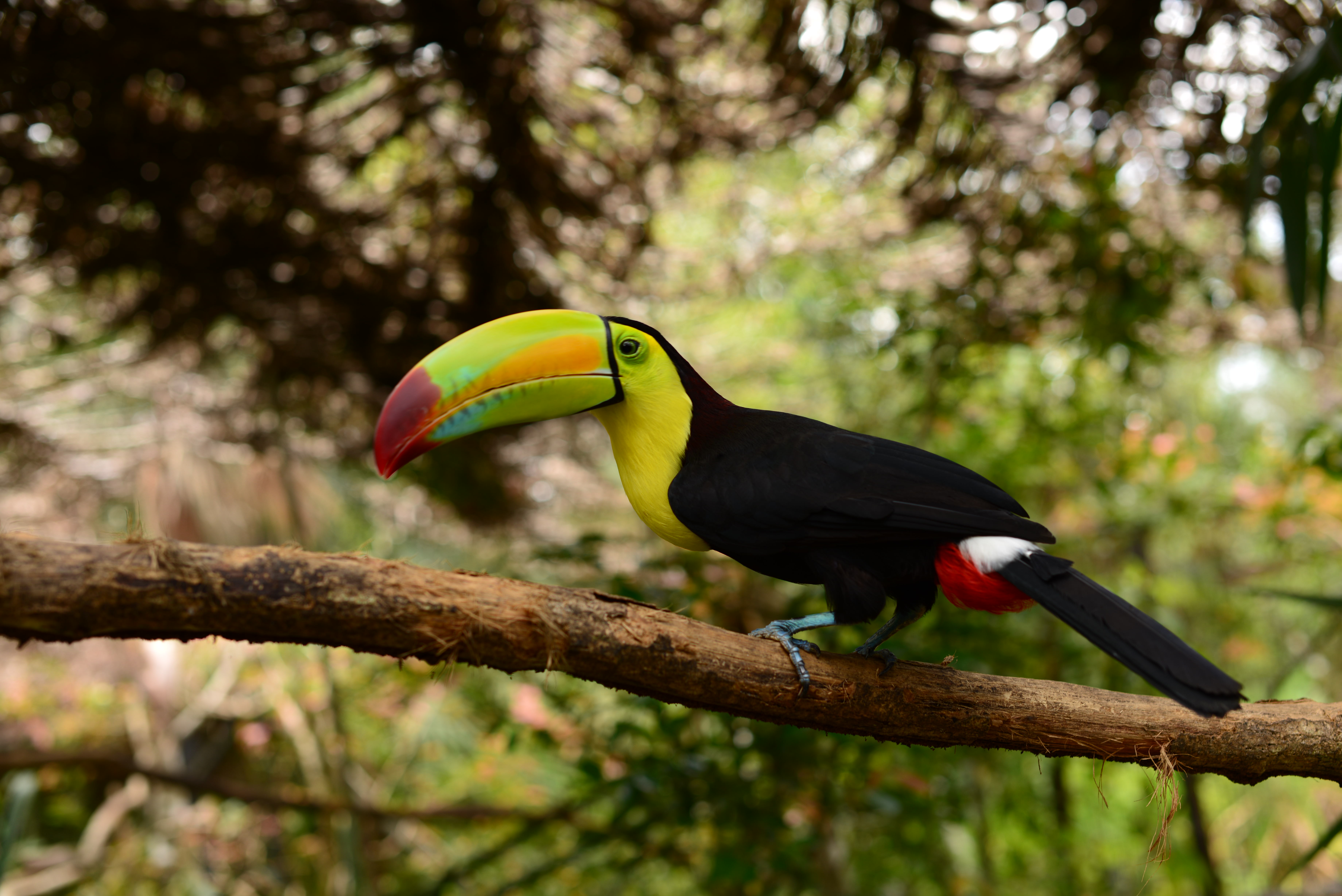 Belize_Toucan