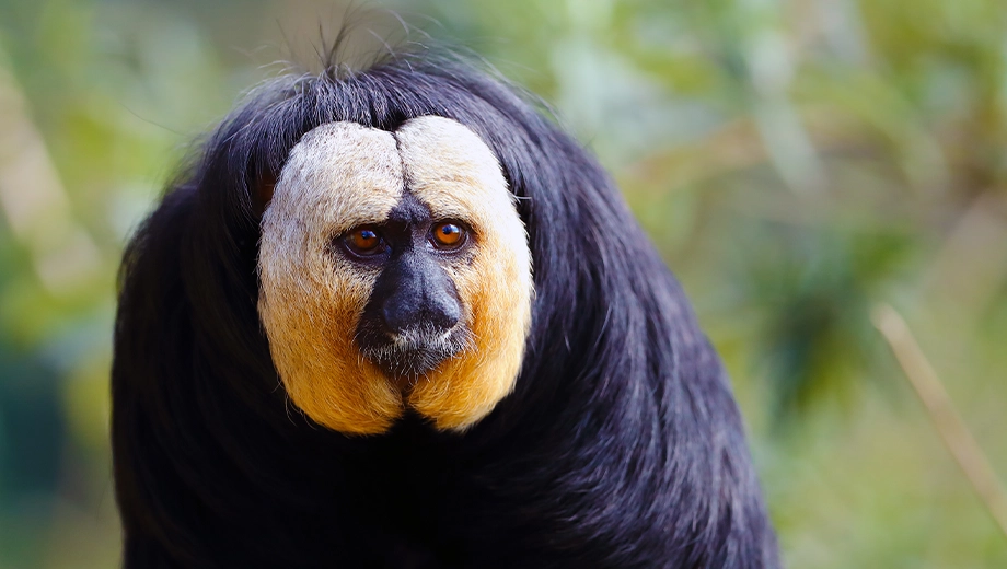 Guyana_White Faced Saki