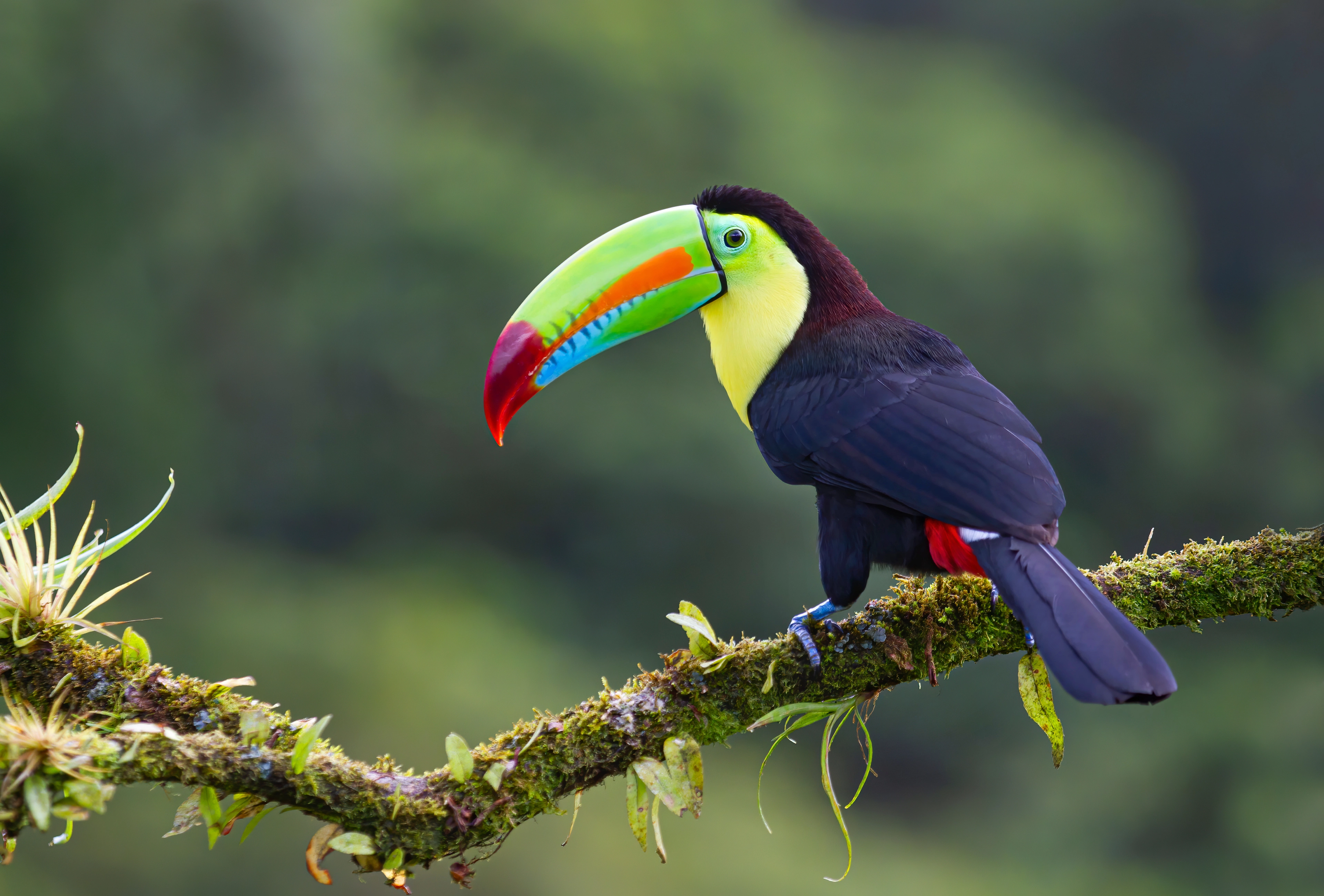 Toucan on a branch