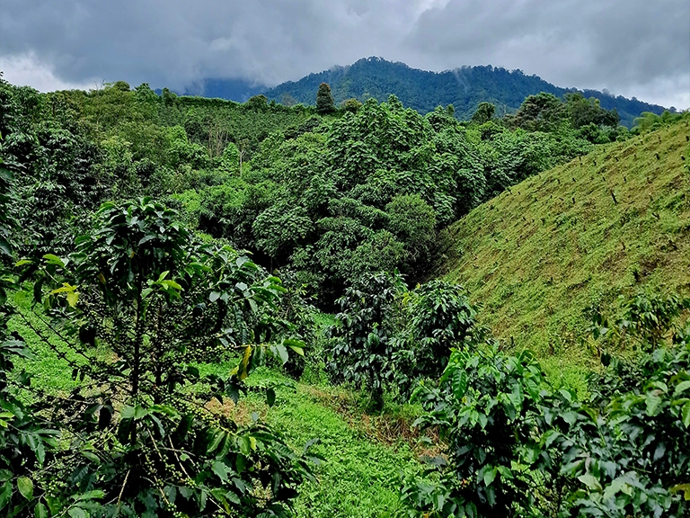 Coffee plantation of Finca del Café