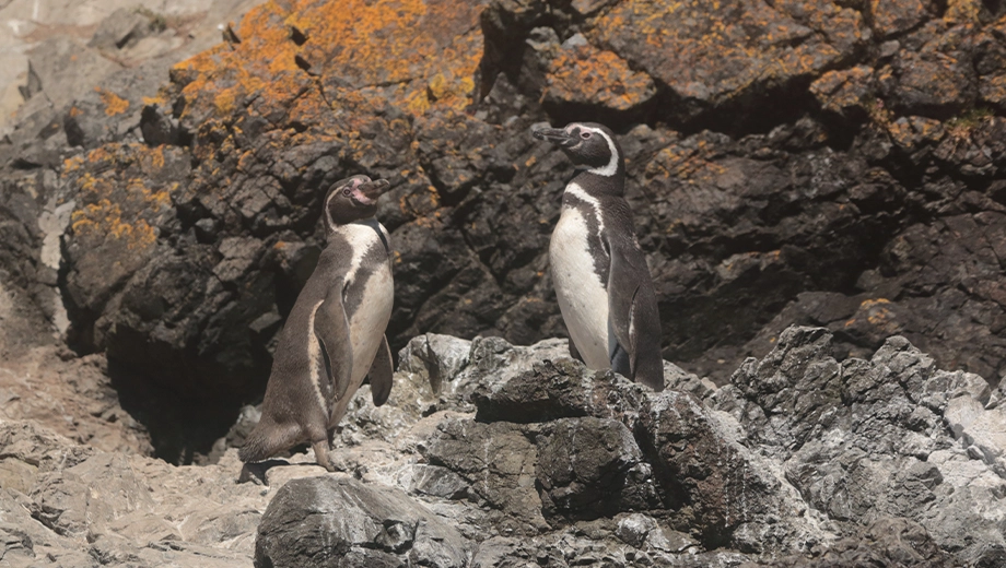 Magellanic and Humboldt Penguins, Chiloe Island