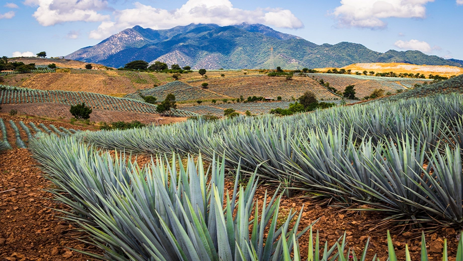 Agave fields in Tequila, Jalisco