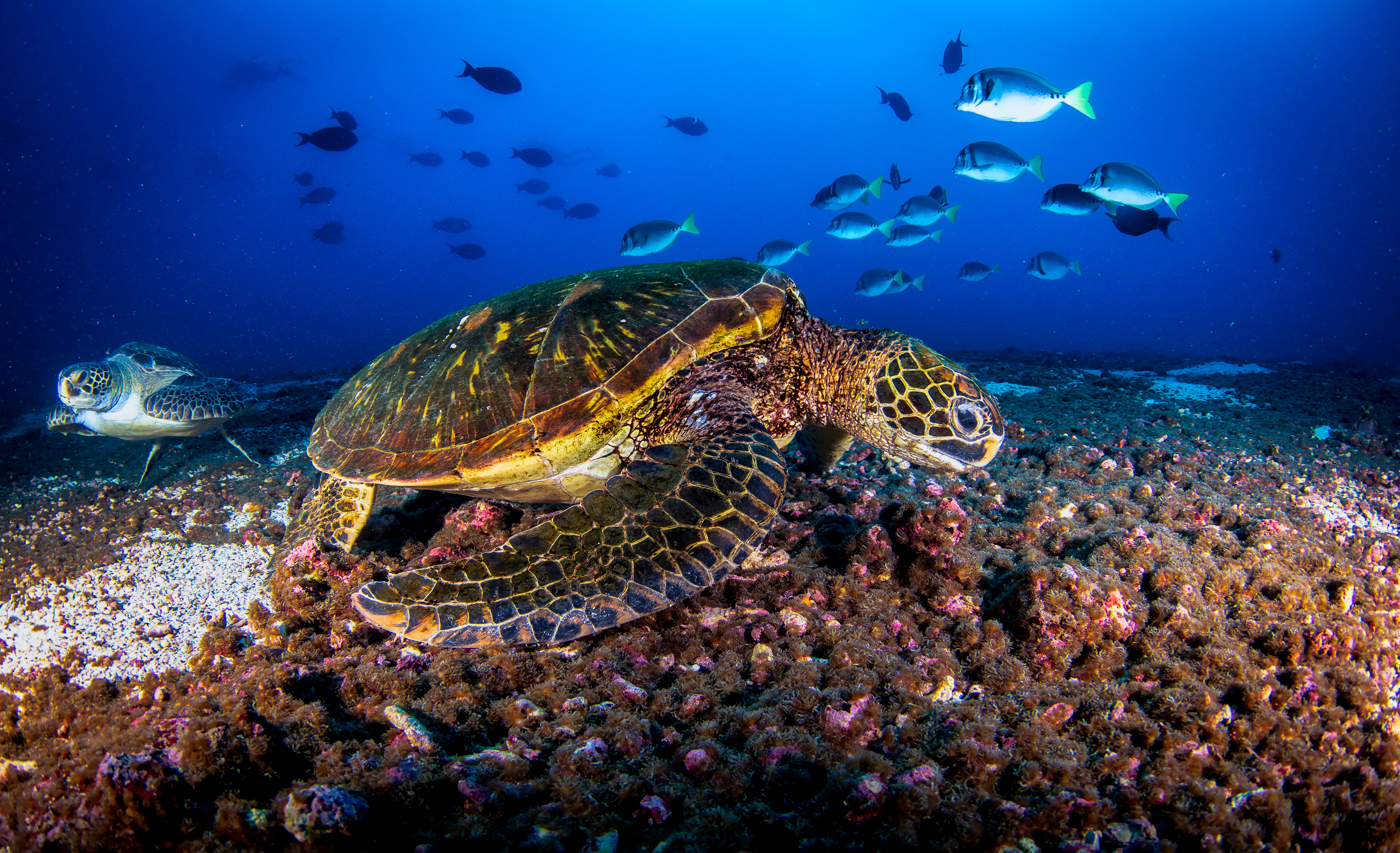 Galapagos_Green_Turtle