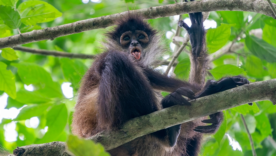 Spider monkey in the rainforest of Punta Laguna