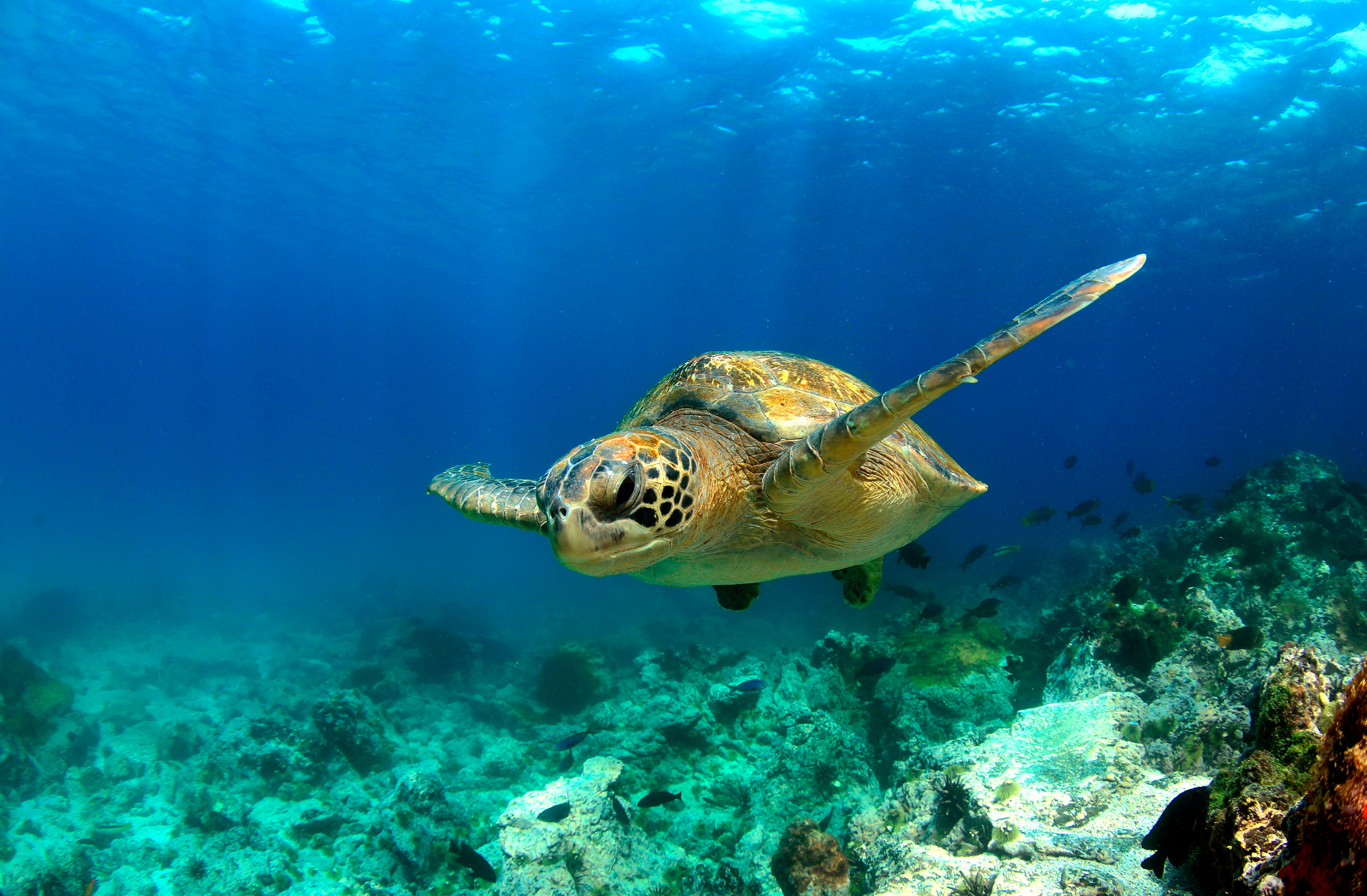 Galapagos_Sea_Turtle