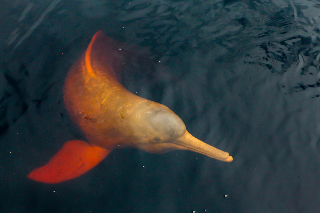 Brazil Pink River Dolphin