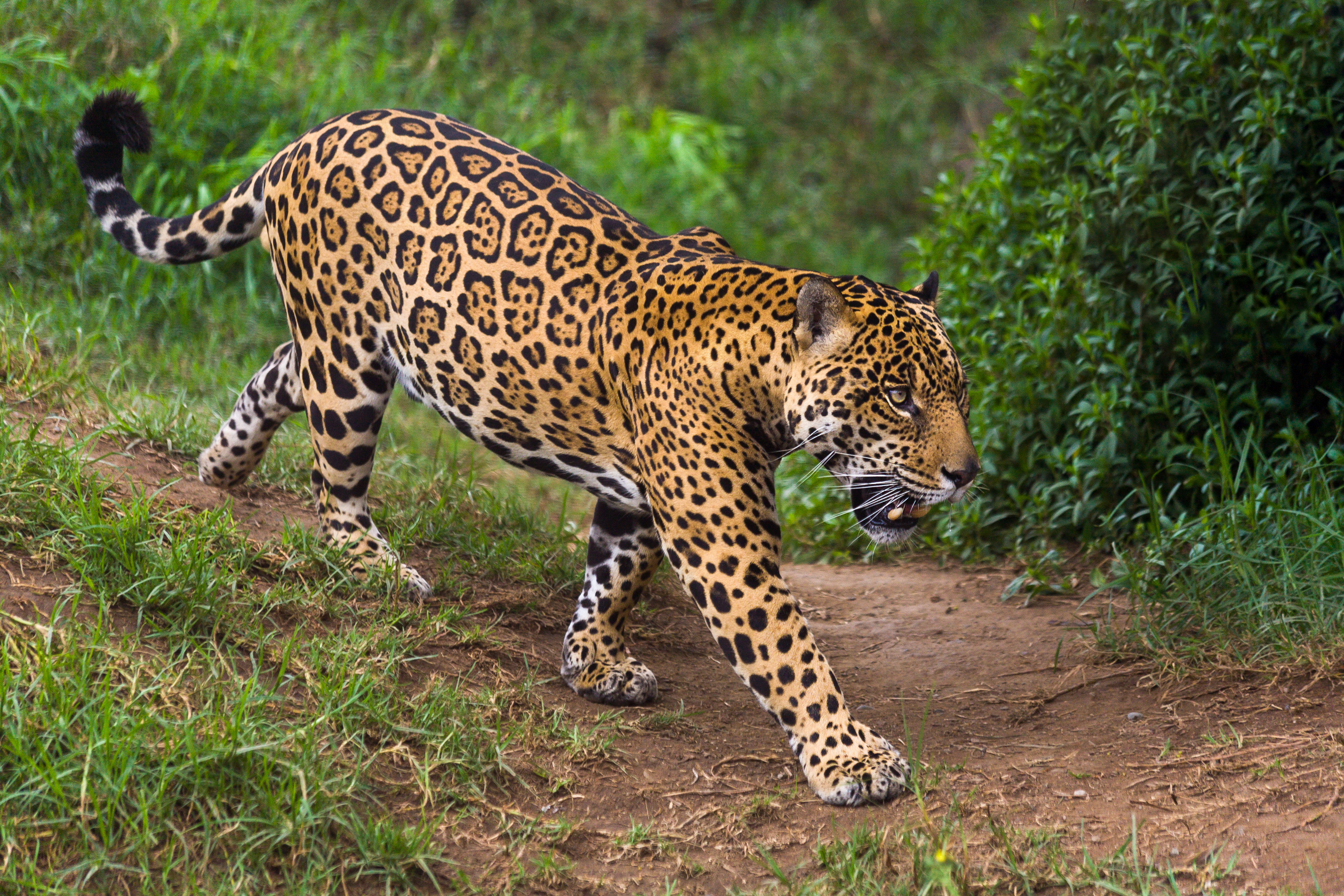 Guyana_Jaguar