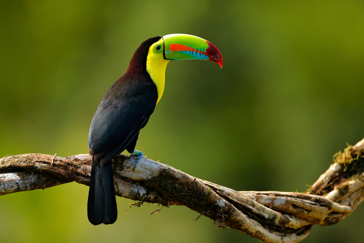 Keel-billed Toucan