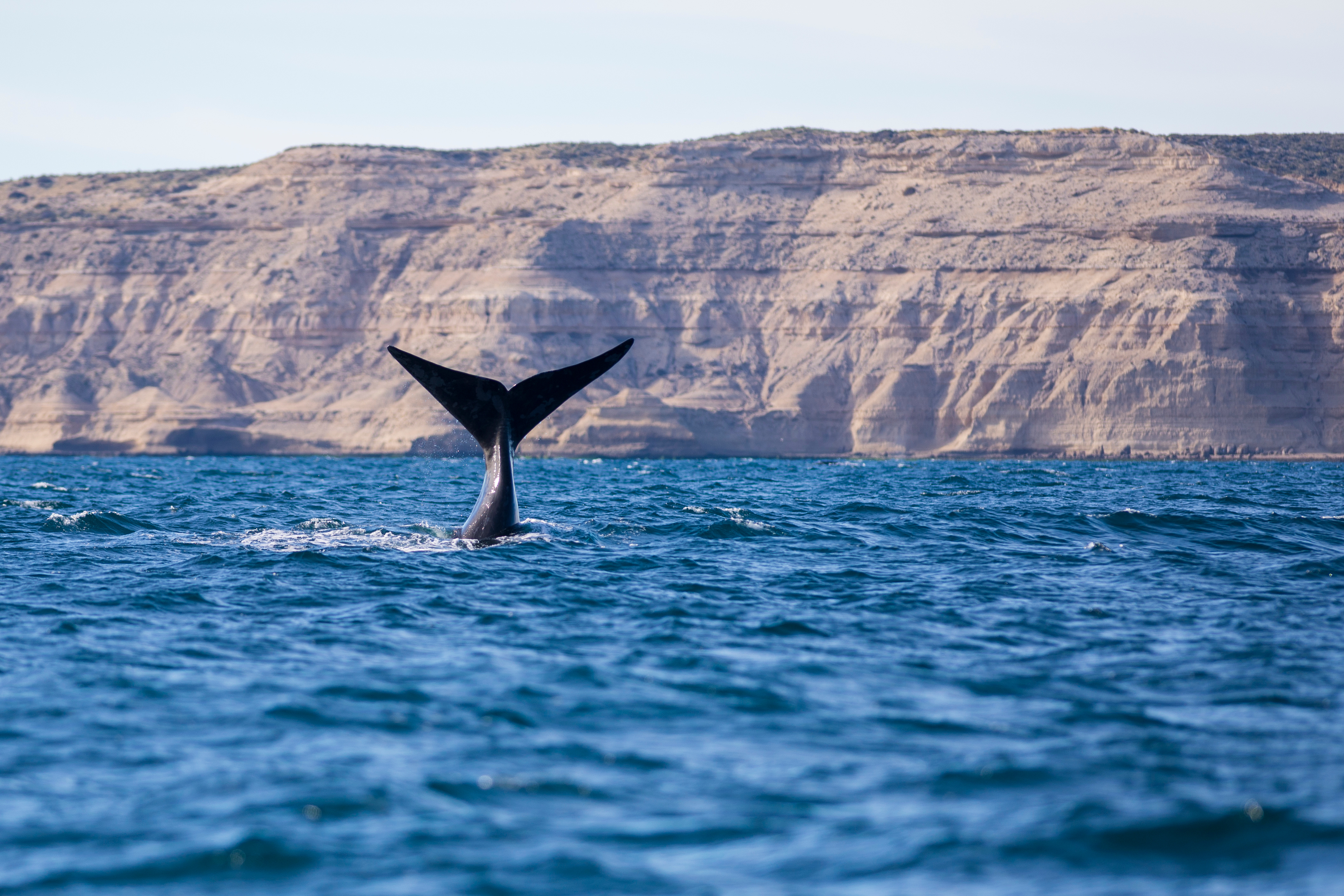 Arg_Peninsula_Valdes_Whale