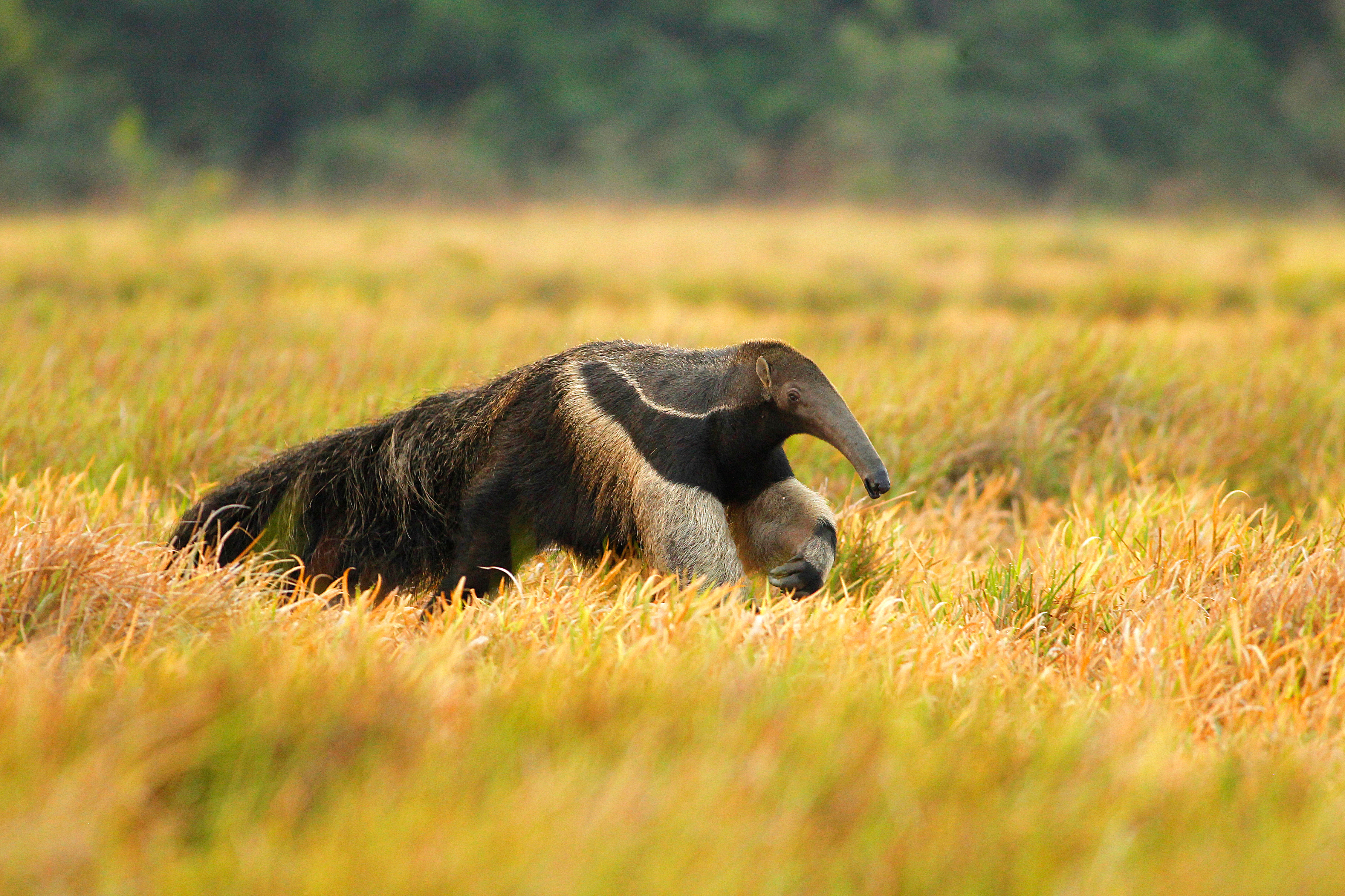 Guyana_Giant_Anteater