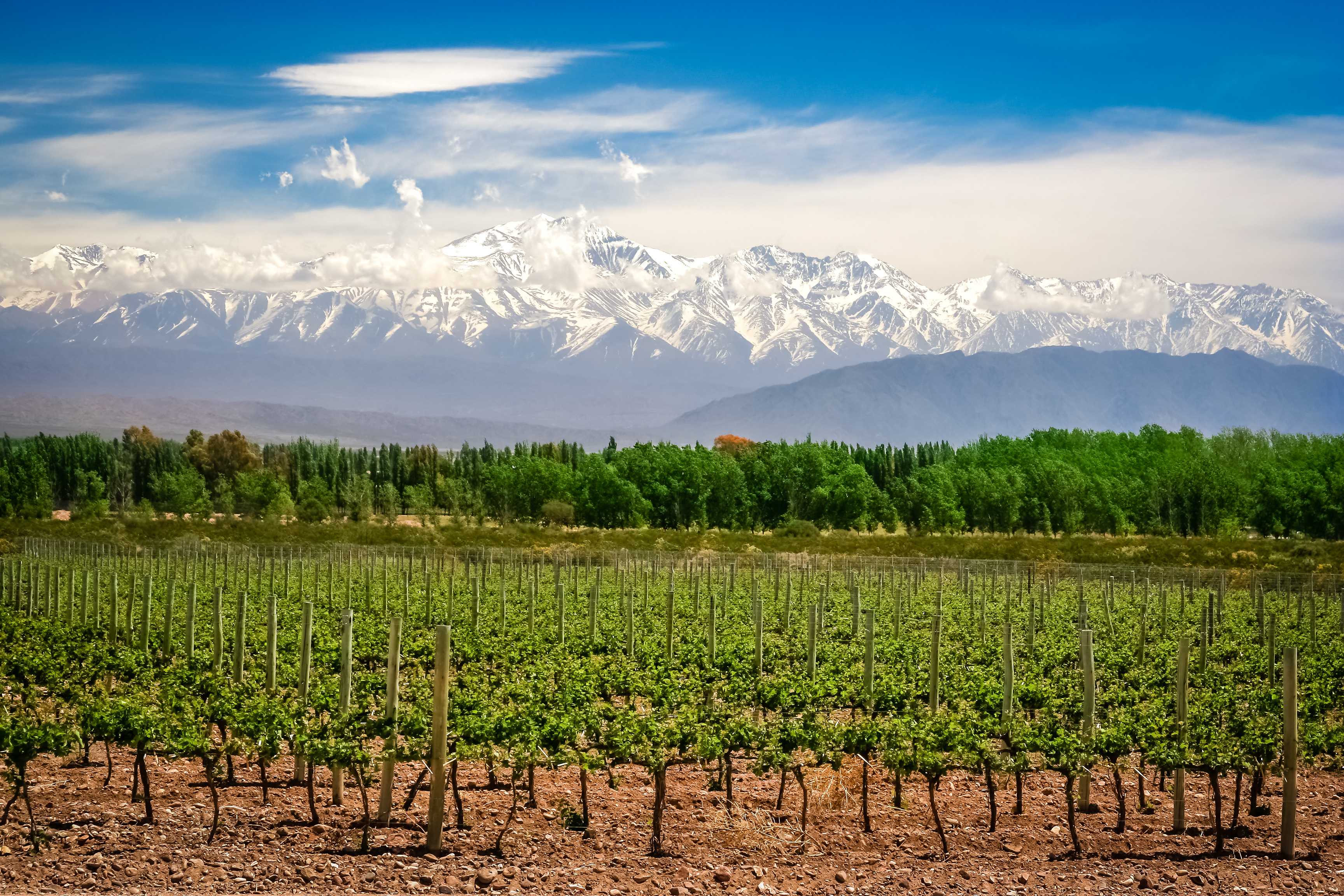 Argentina_Mendoza_Vineyard_Mountain