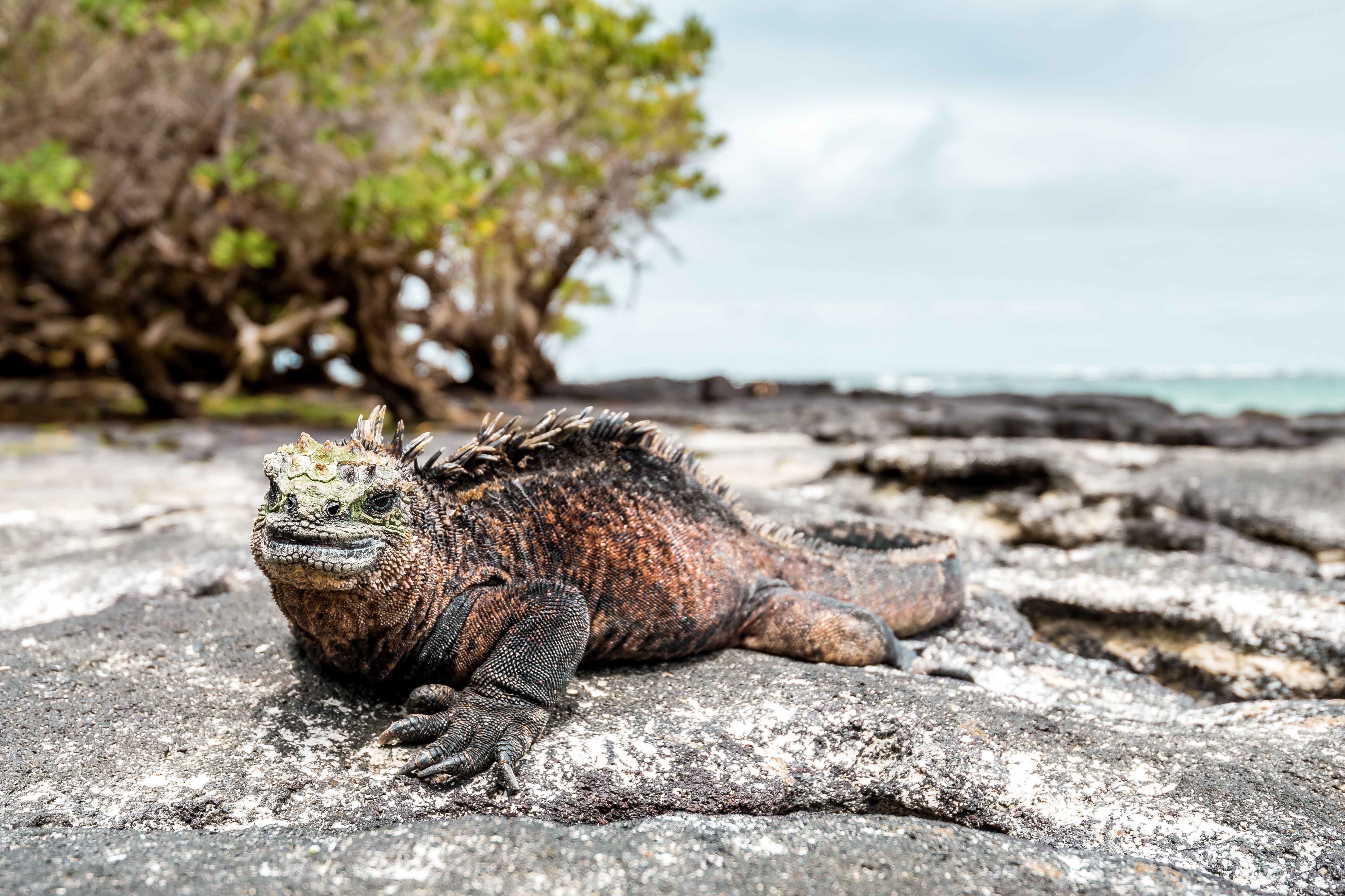 Galapagos_Marine_Iguana