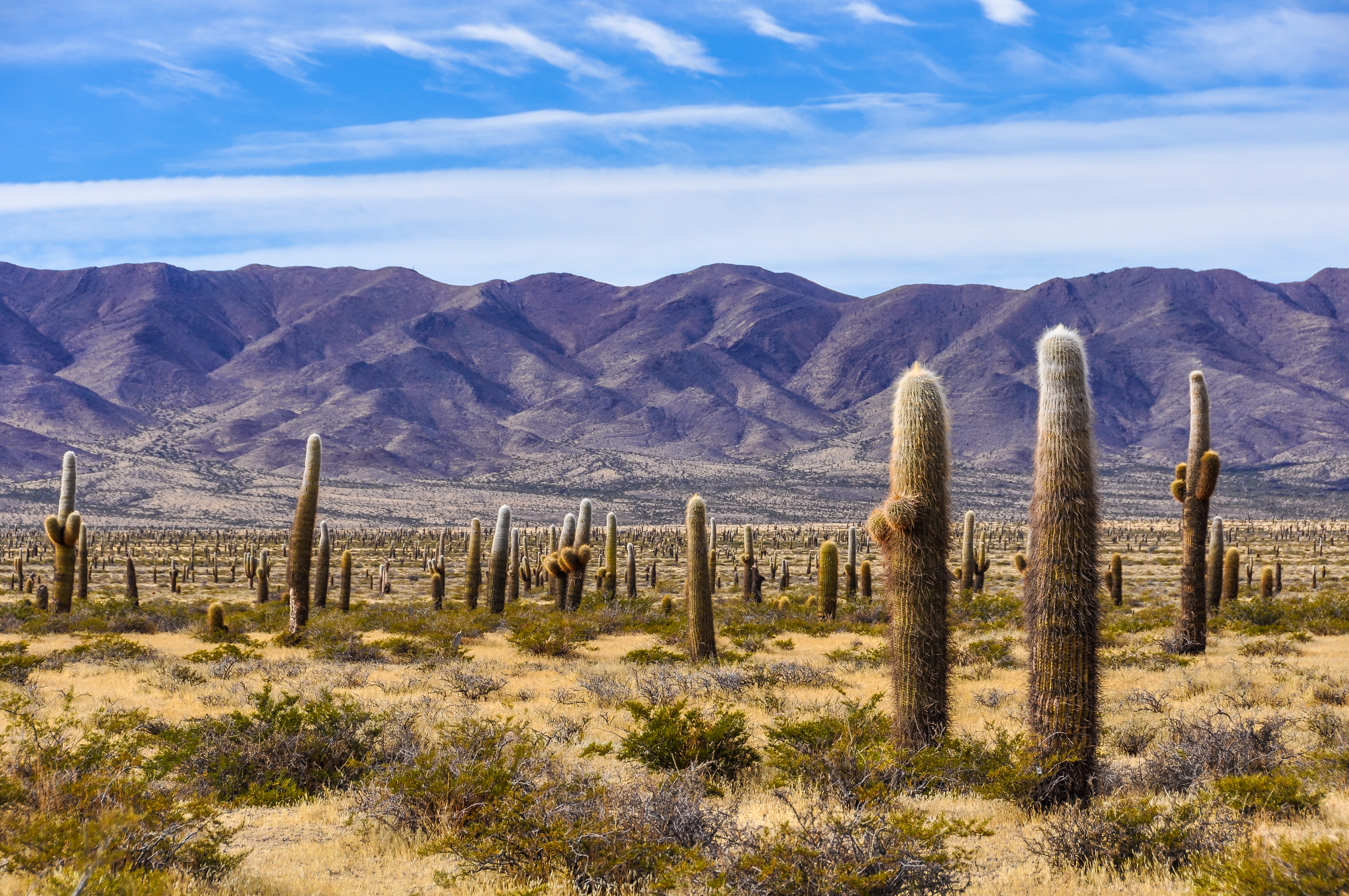 Argentina_Cachi_Northwest_Argentina_Cactus