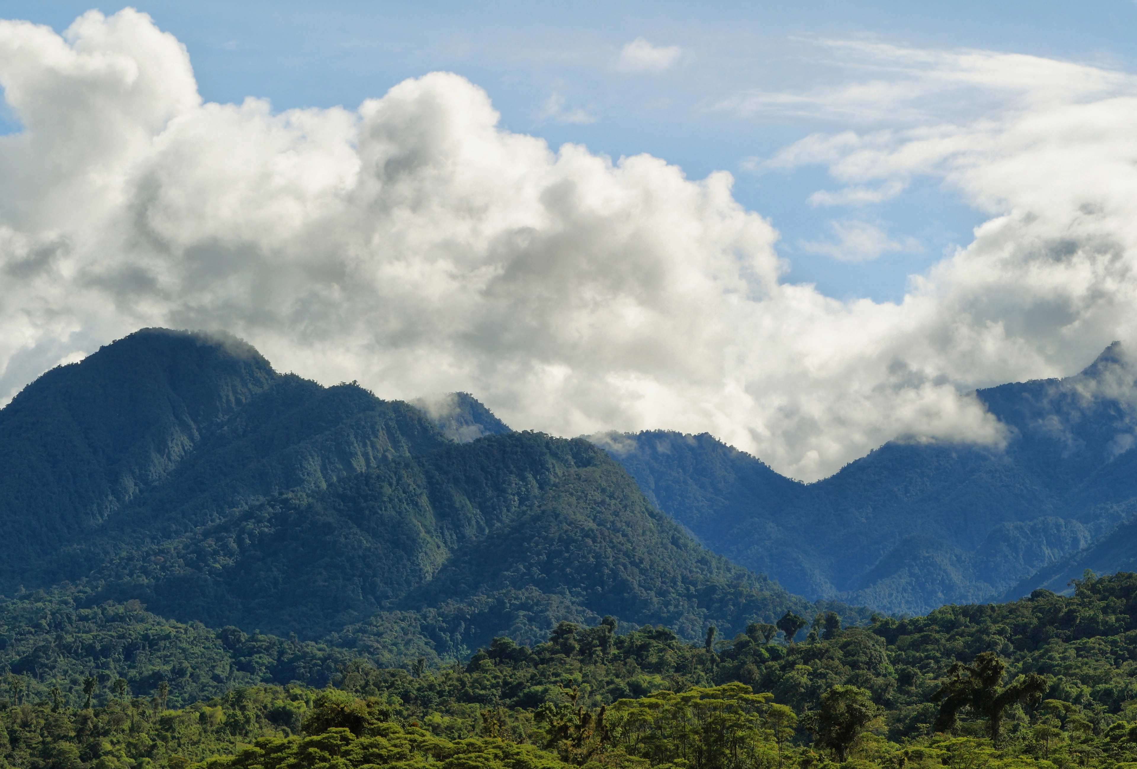 Ecuador_Cloud Forest