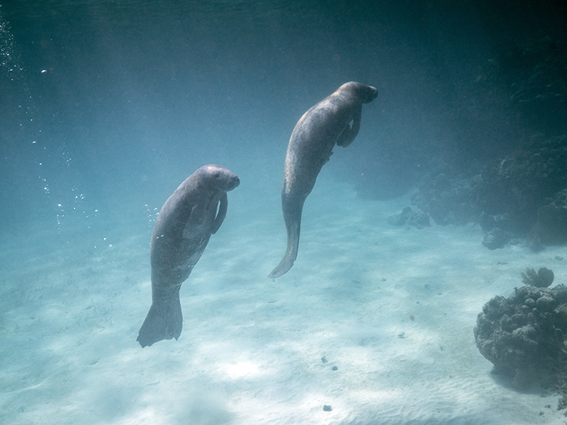 Belize Manatees